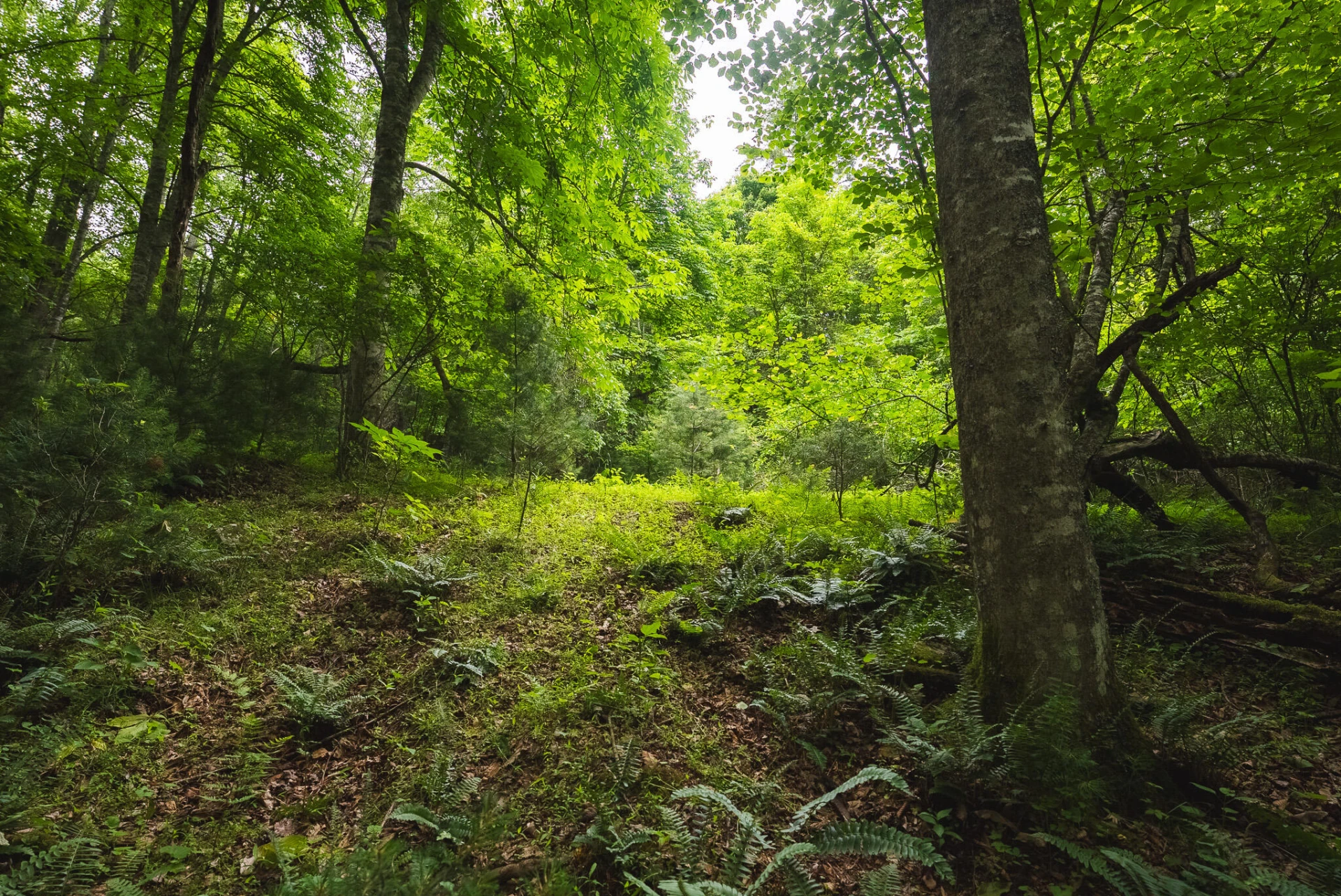 TBD Macks Mountain RD - Photo 8