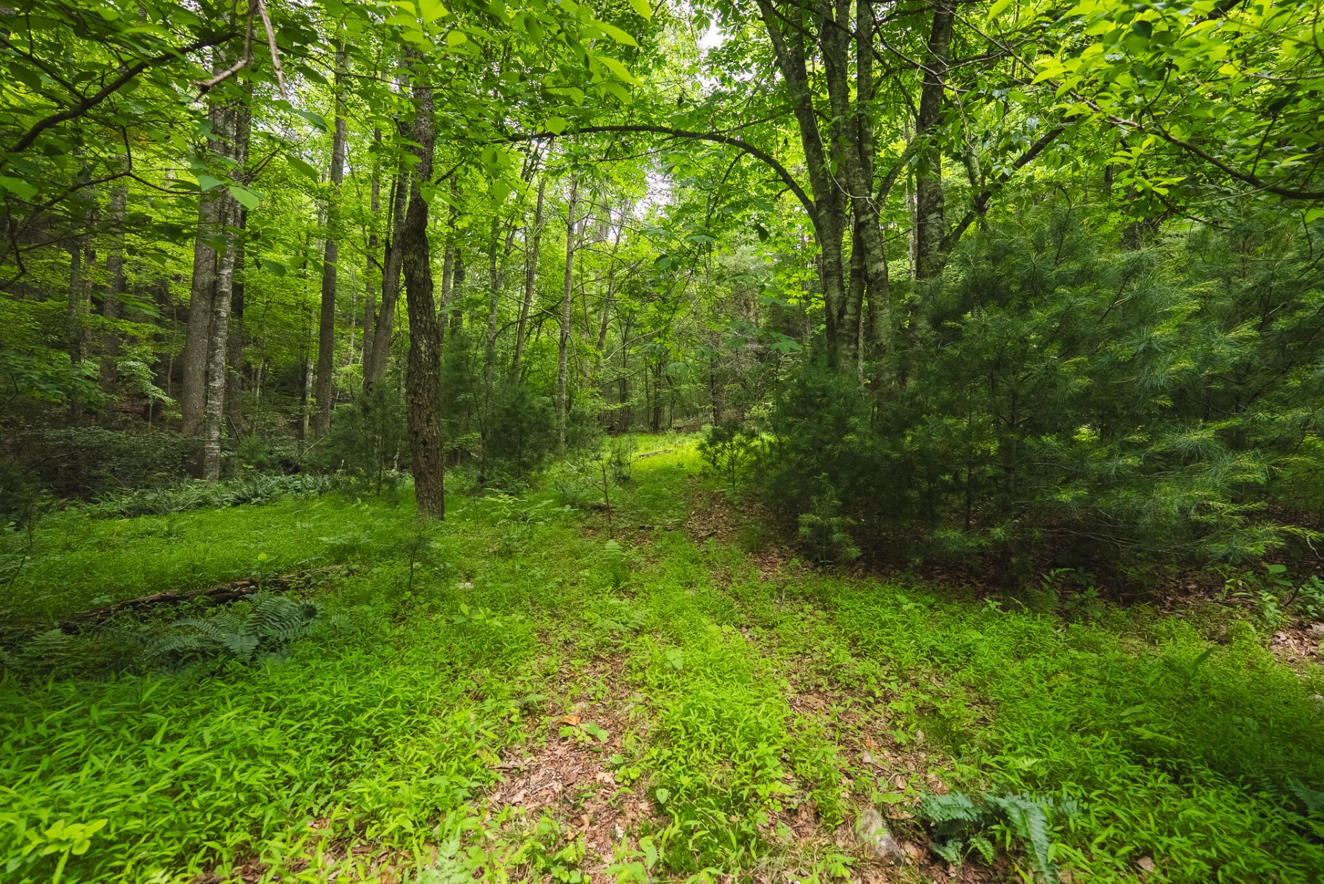 TBD Macks Mountain RD - Photo 9
