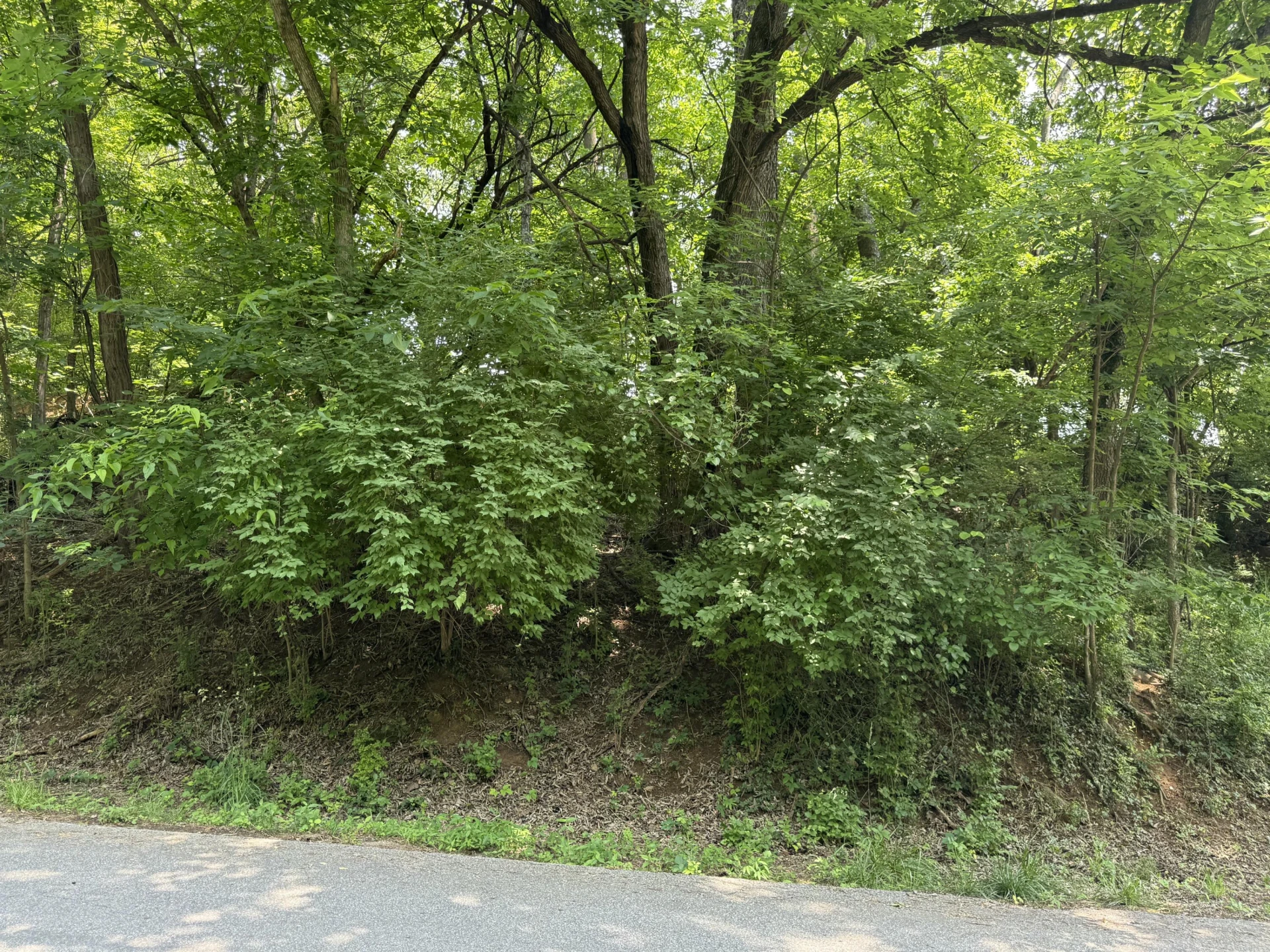 0 Chestnut ST - Photo 2