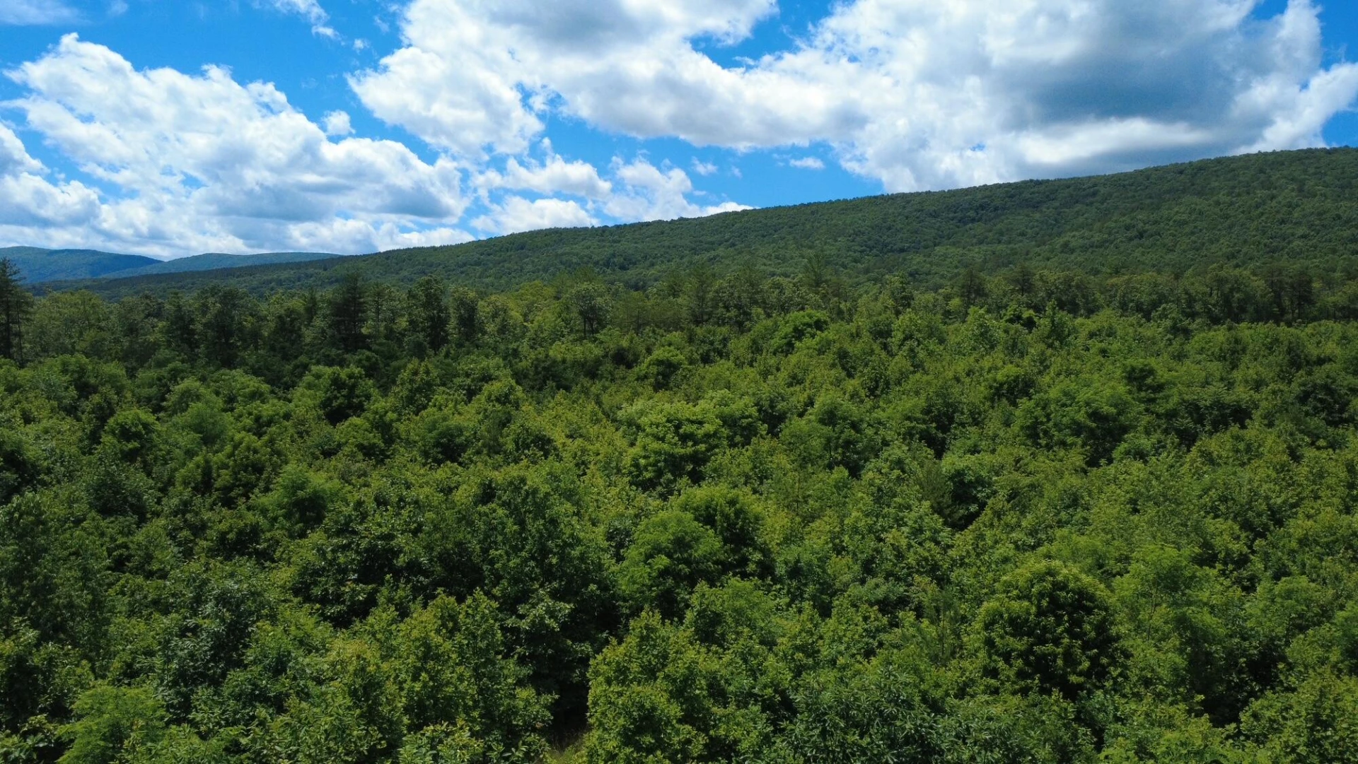 0 Craig Creek RD - Photo 25