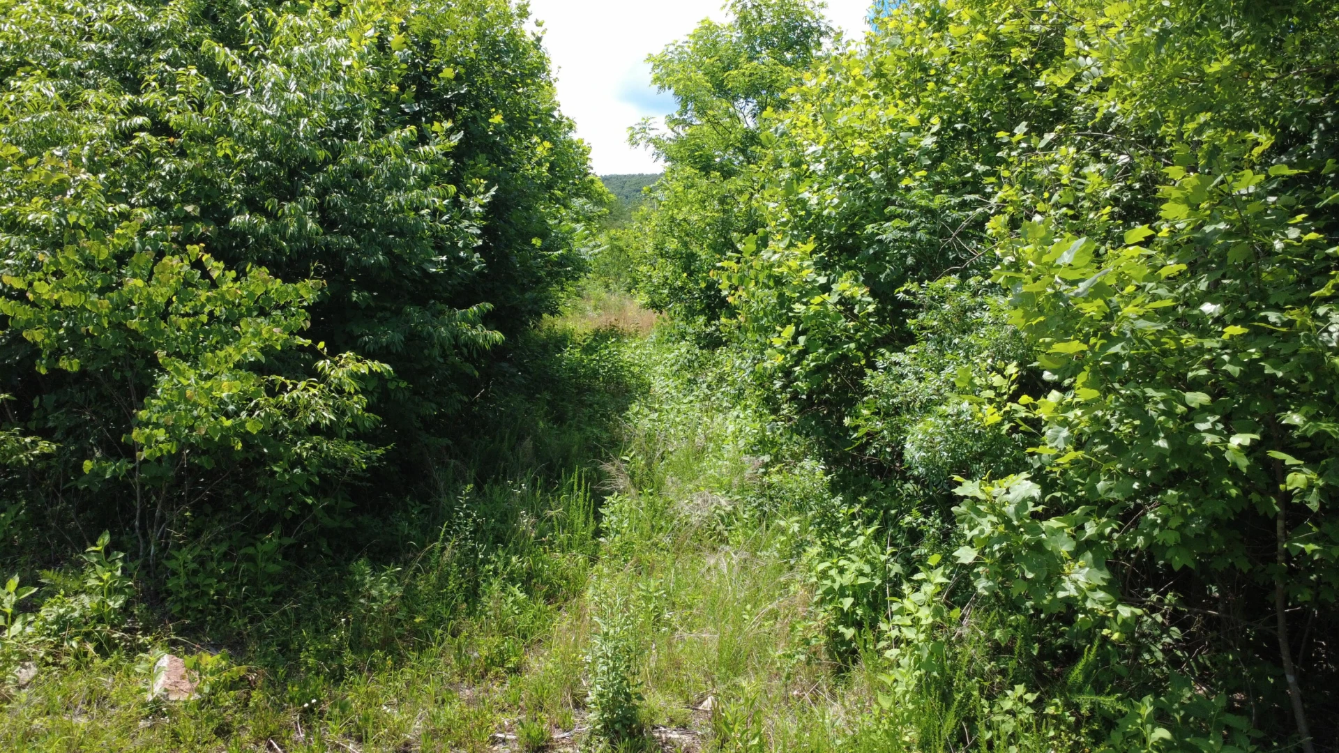 0 Craig Creek RD - Photo 3