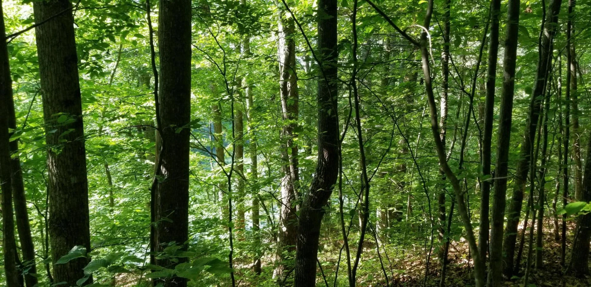 0 INDIAN SUMMER LN - Photo 11