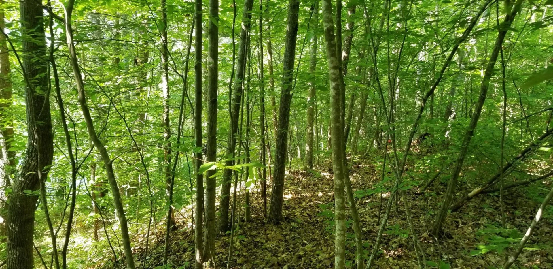 0 INDIAN SUMMER LN - Photo 12