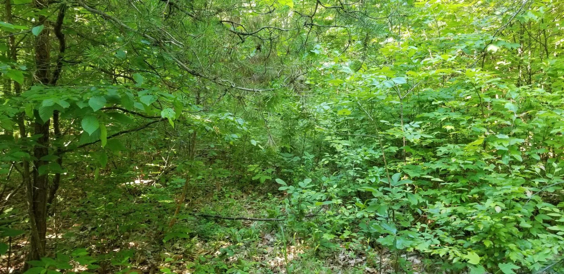 0 INDIAN SUMMER LN - Photo 8