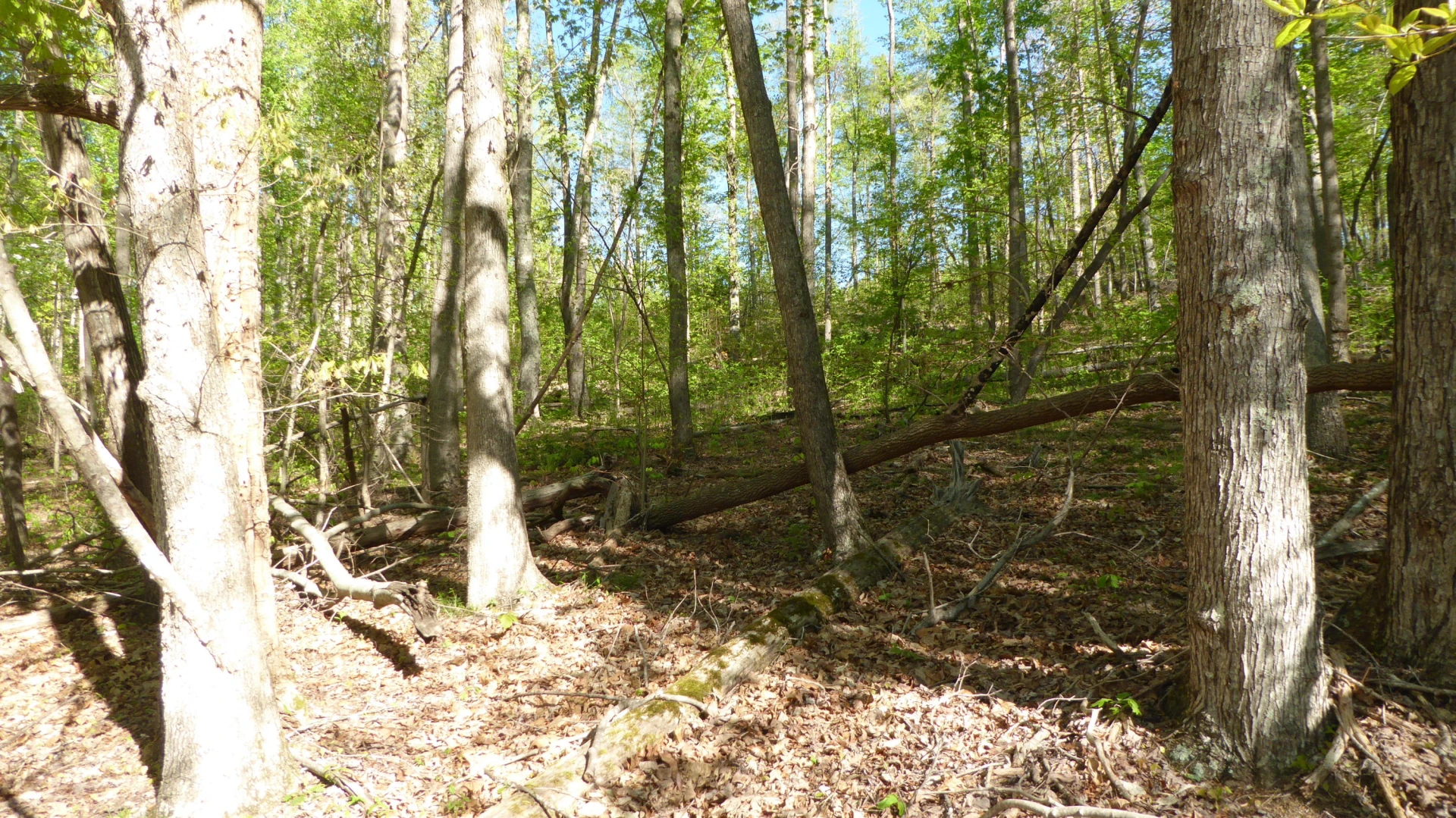 TRACT 9 Dusty LN - Photo 4