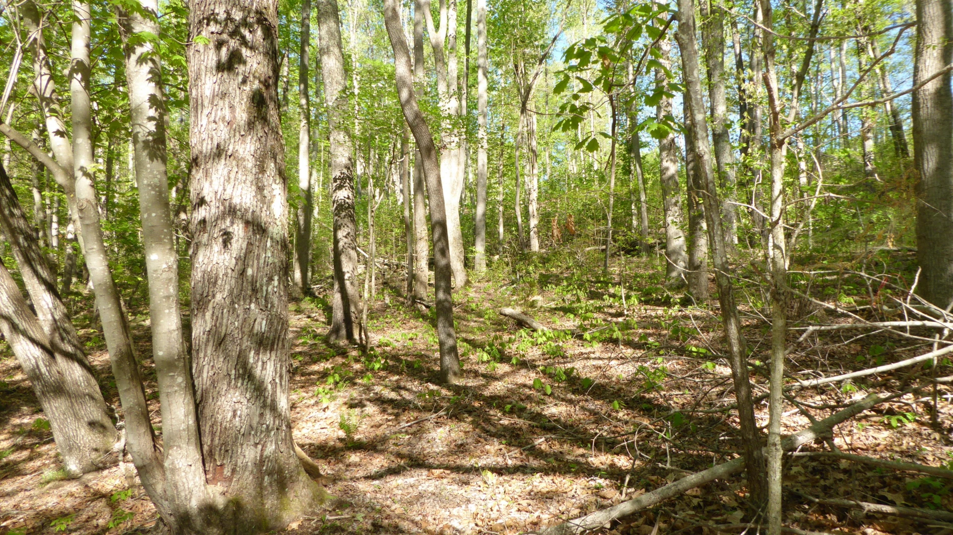 TRACT 9 Dusty LN - Photo 5