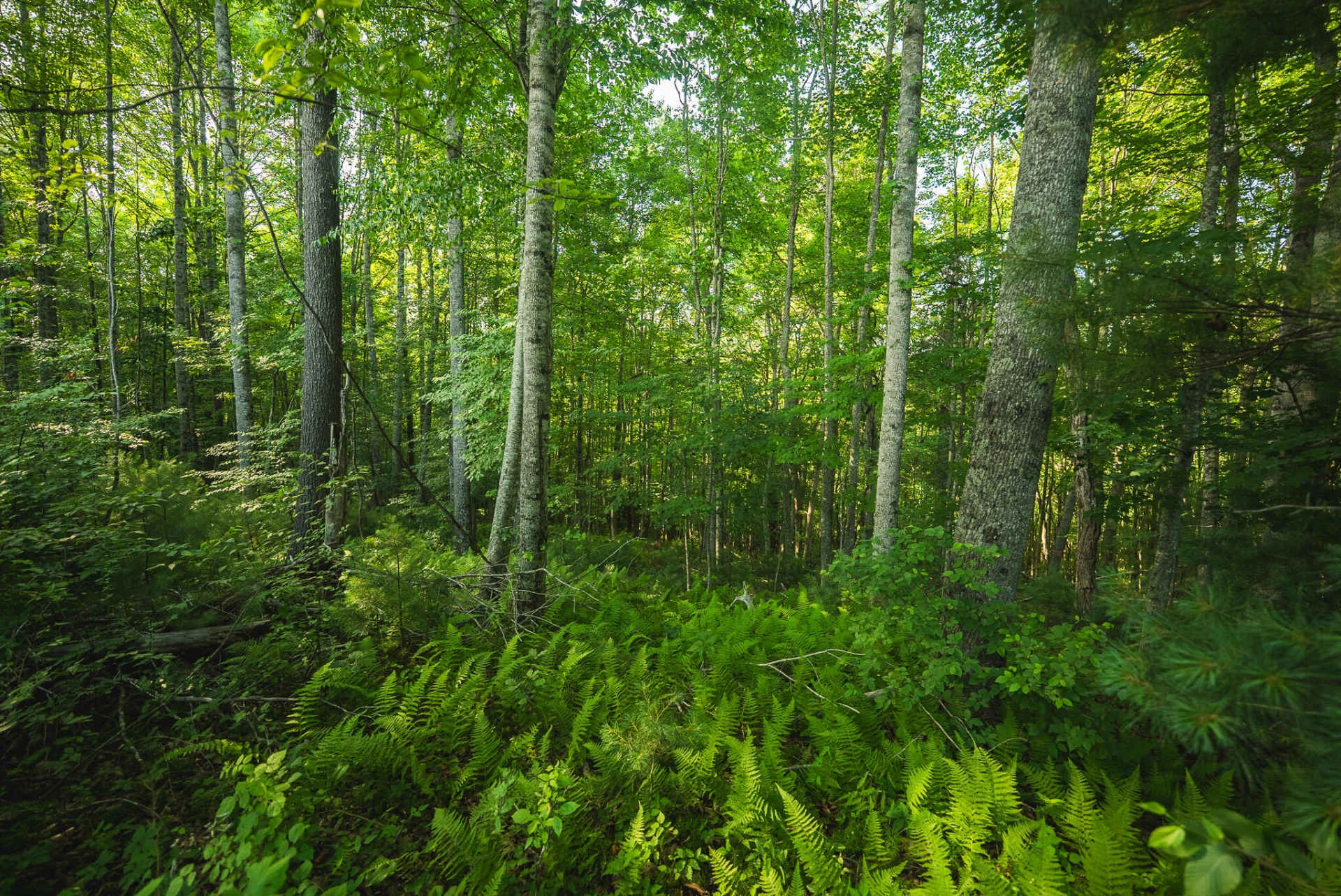 TBD Sawmill Hill RD NW - Photo 16