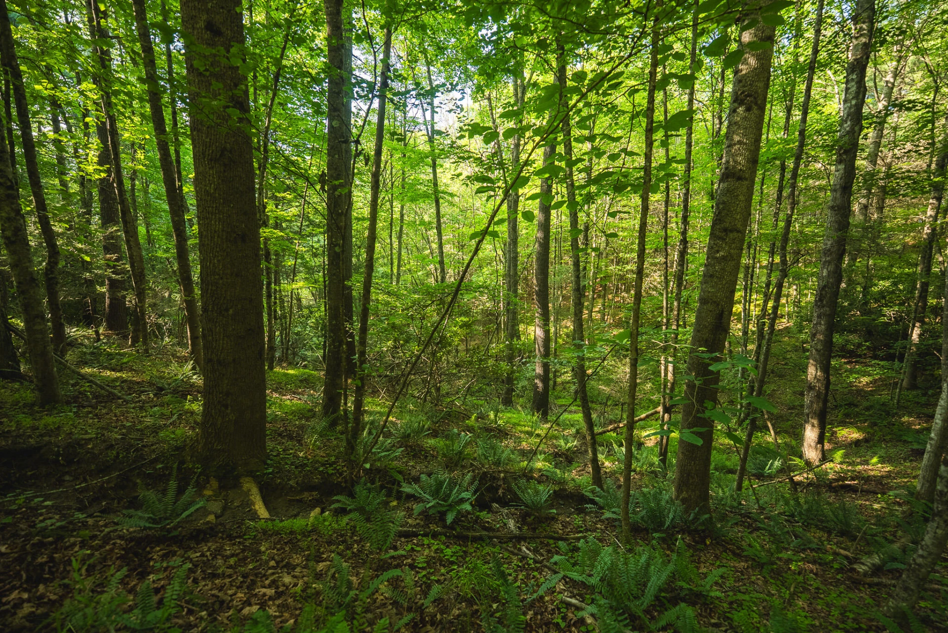 TBD Sawmill Hill RD NW - Photo 22