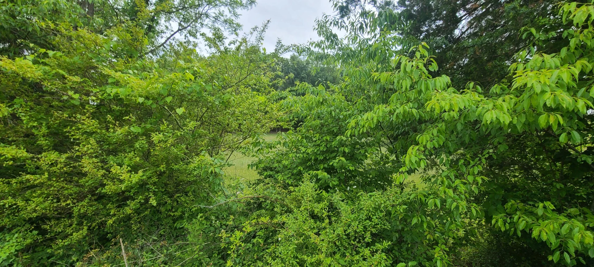 Lot 8 Edwardsville RD - Photo 6