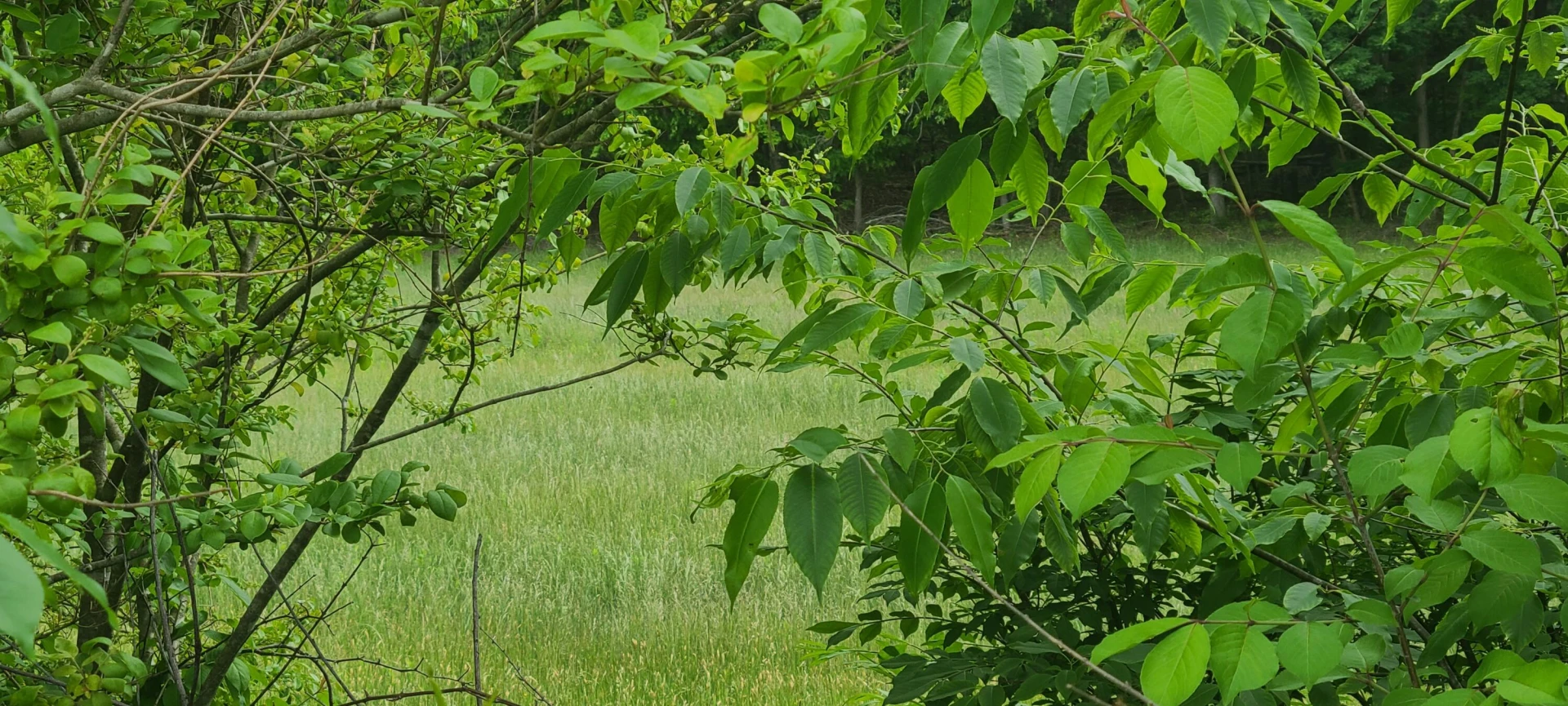 Lot 8 Edwardsville RD - Photo 7