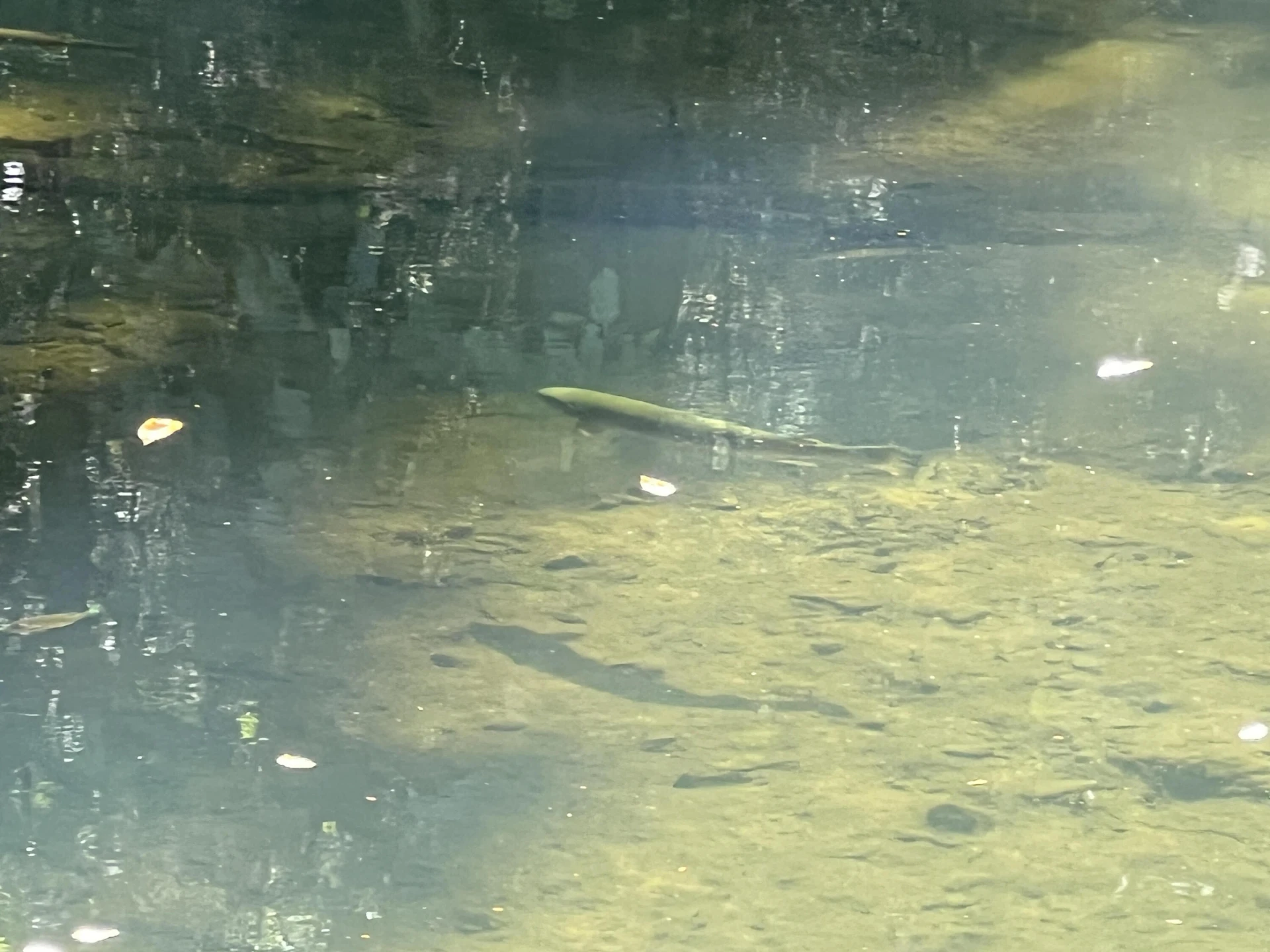 0 Johns Creek Mountain RD - Photo 13
