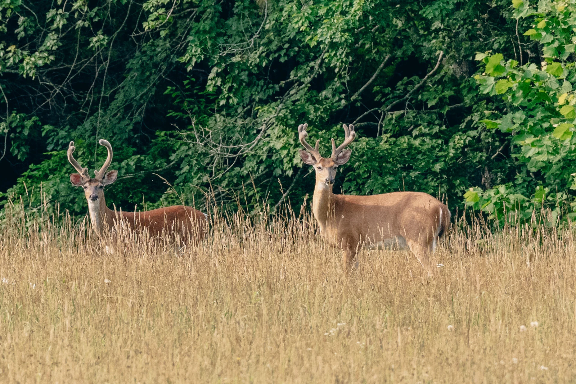 0 Johns Creek Mountain RD - Photo 25