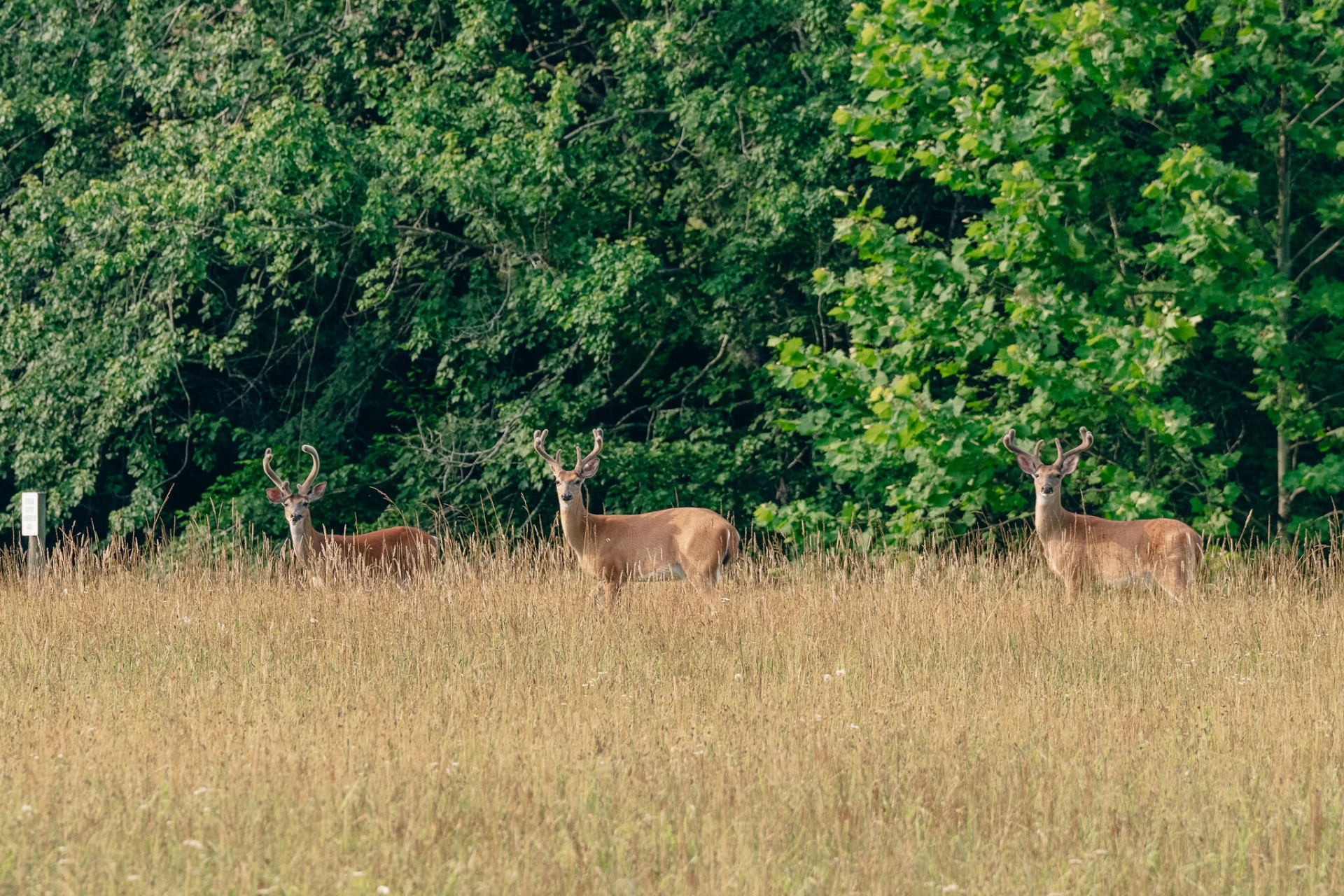 0 Johns Creek Mountain RD - Photo 26