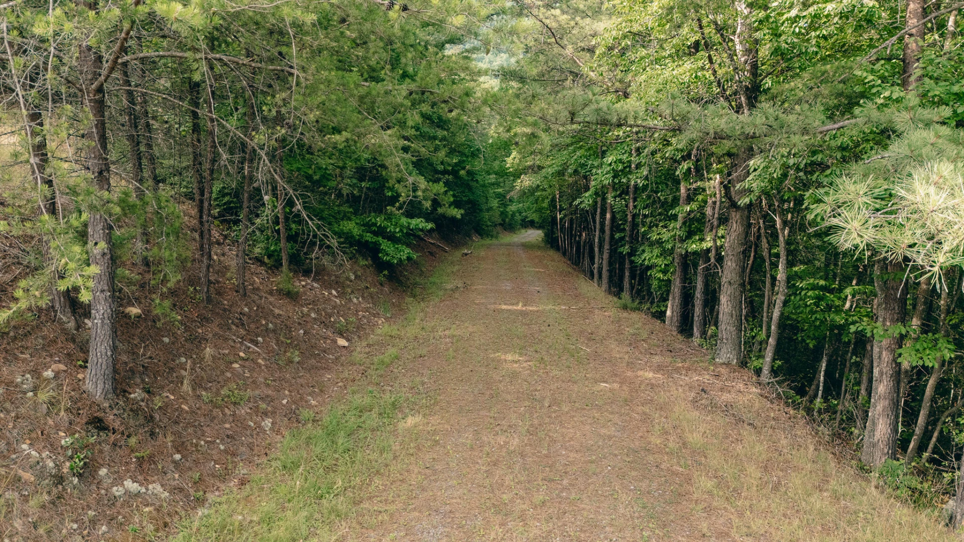 26-62B Sugar Tree Hollow RD - Photo 2