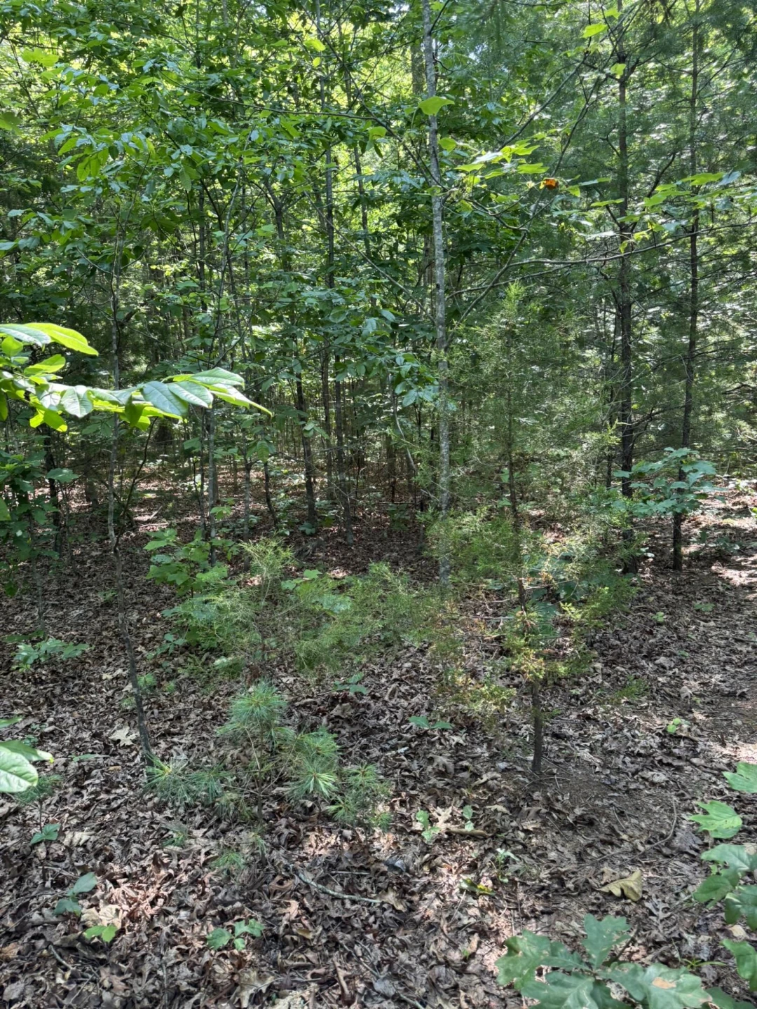 Tract 11 Mint LN - Photo 5