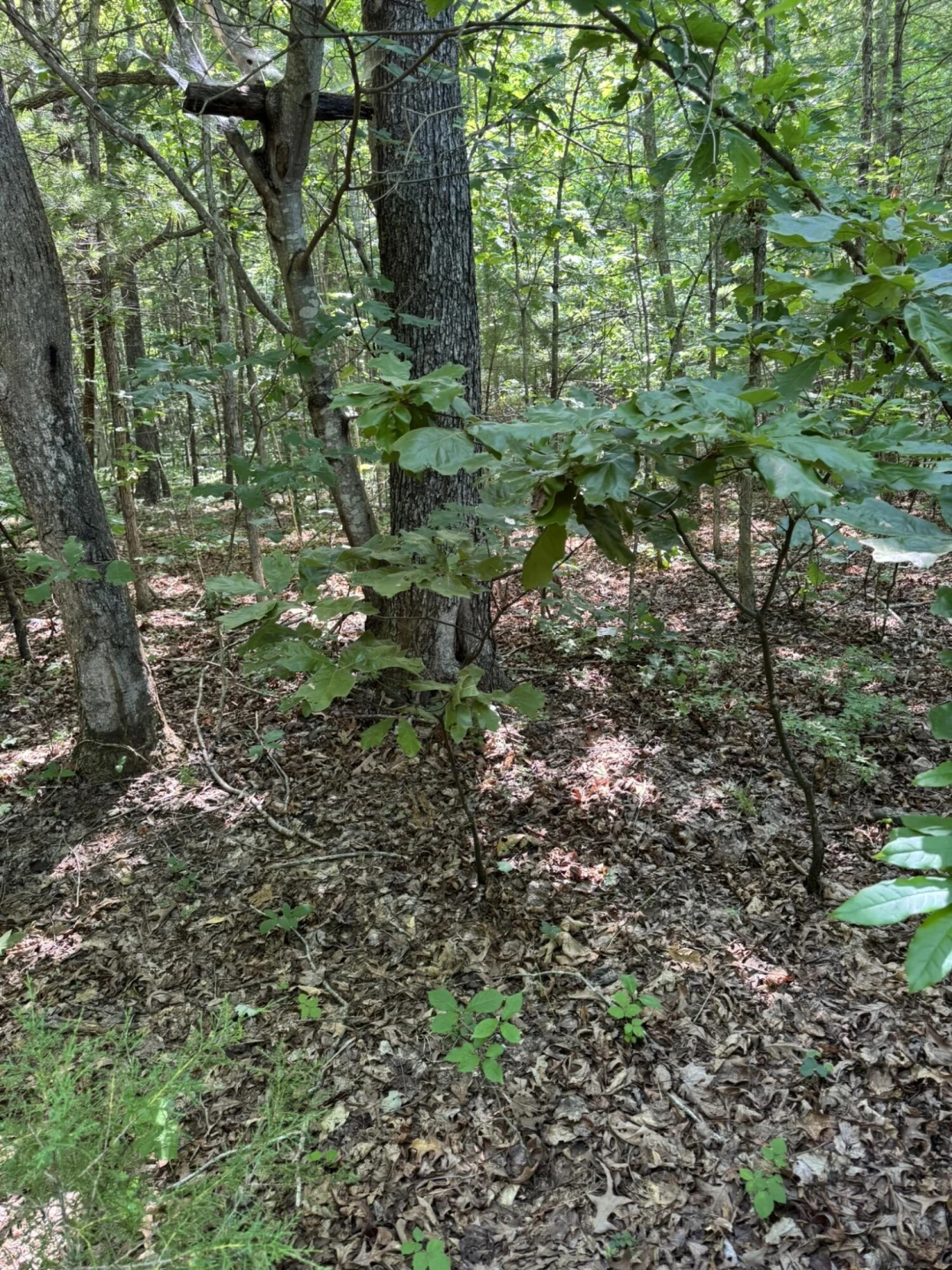 Tract 11 Mint LN - Photo 6