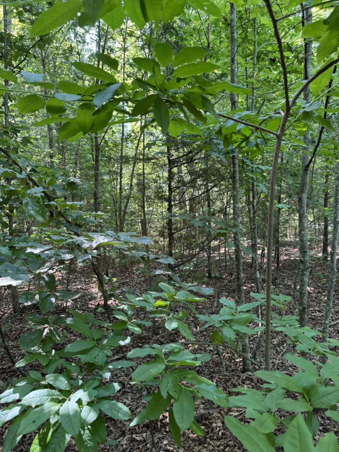 Tract 11 Mint LN - Photo 7