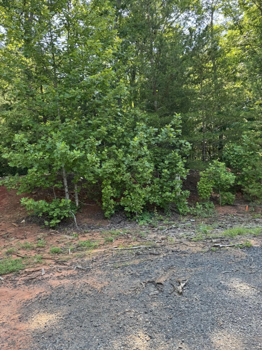 Tract 11 Mint LN - Photo 8