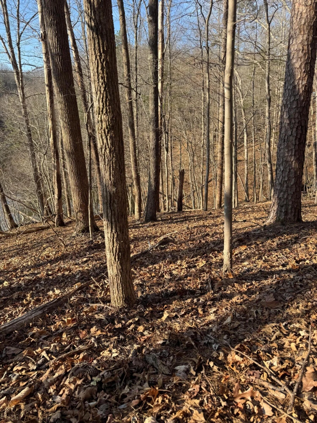 Lot 26 Poplar DR - Photo 14