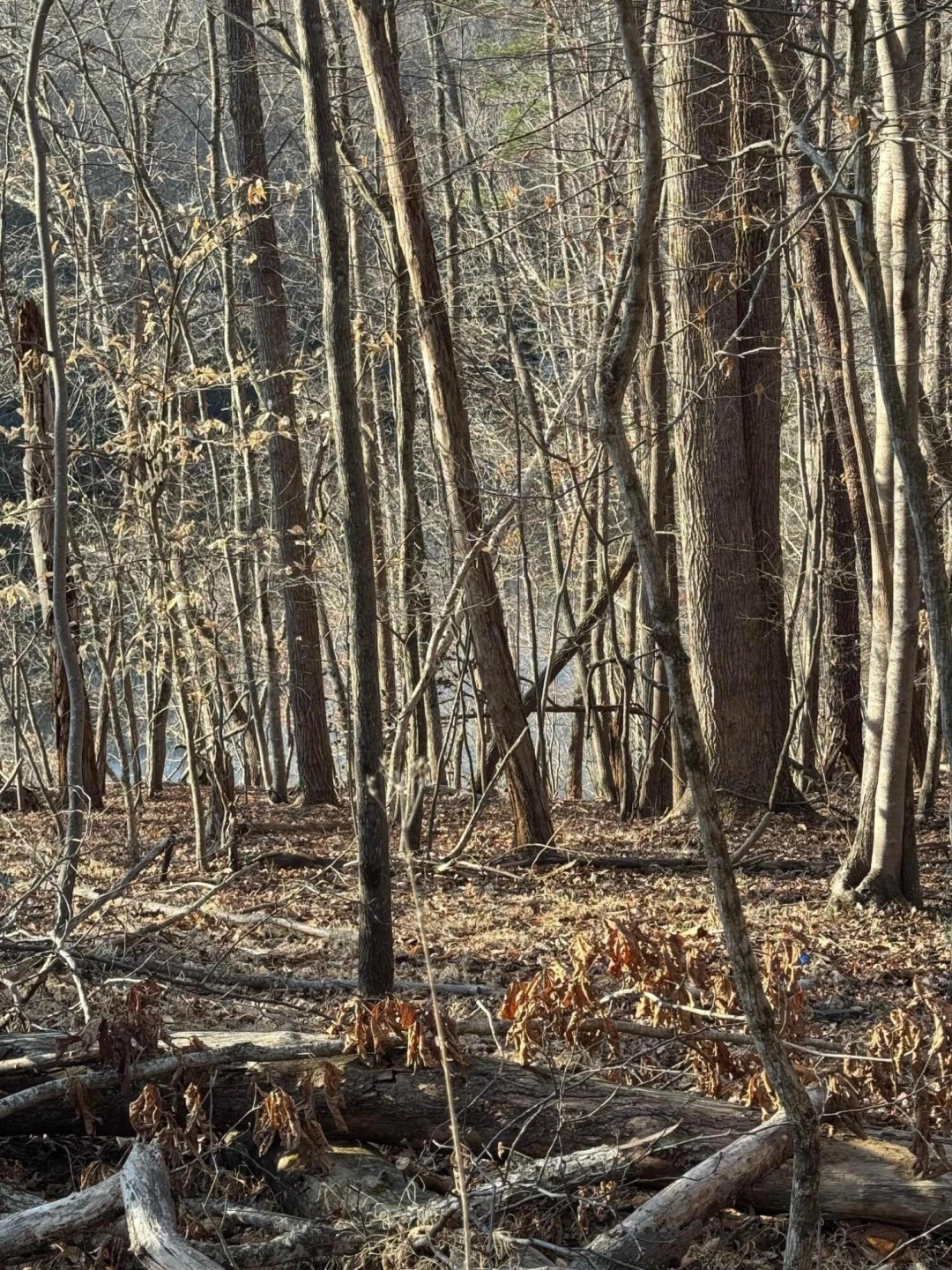 Lot 26 Poplar DR - Photo 4