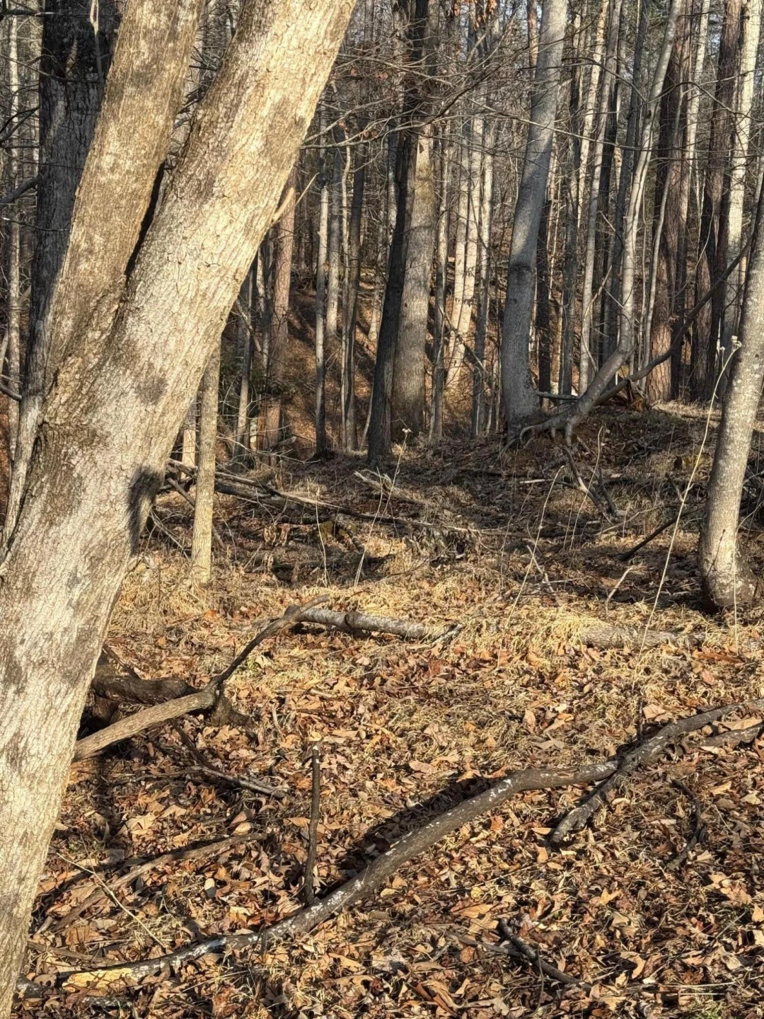 Lot 26 Poplar DR - Photo 5