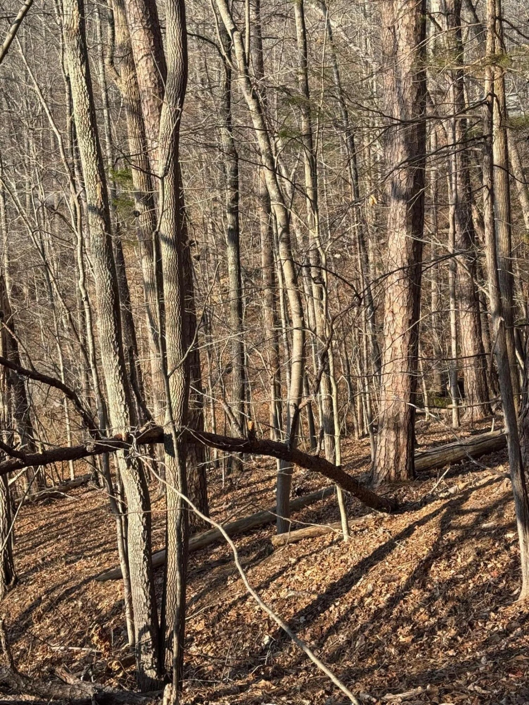 Lot 26 Poplar DR - Photo 6