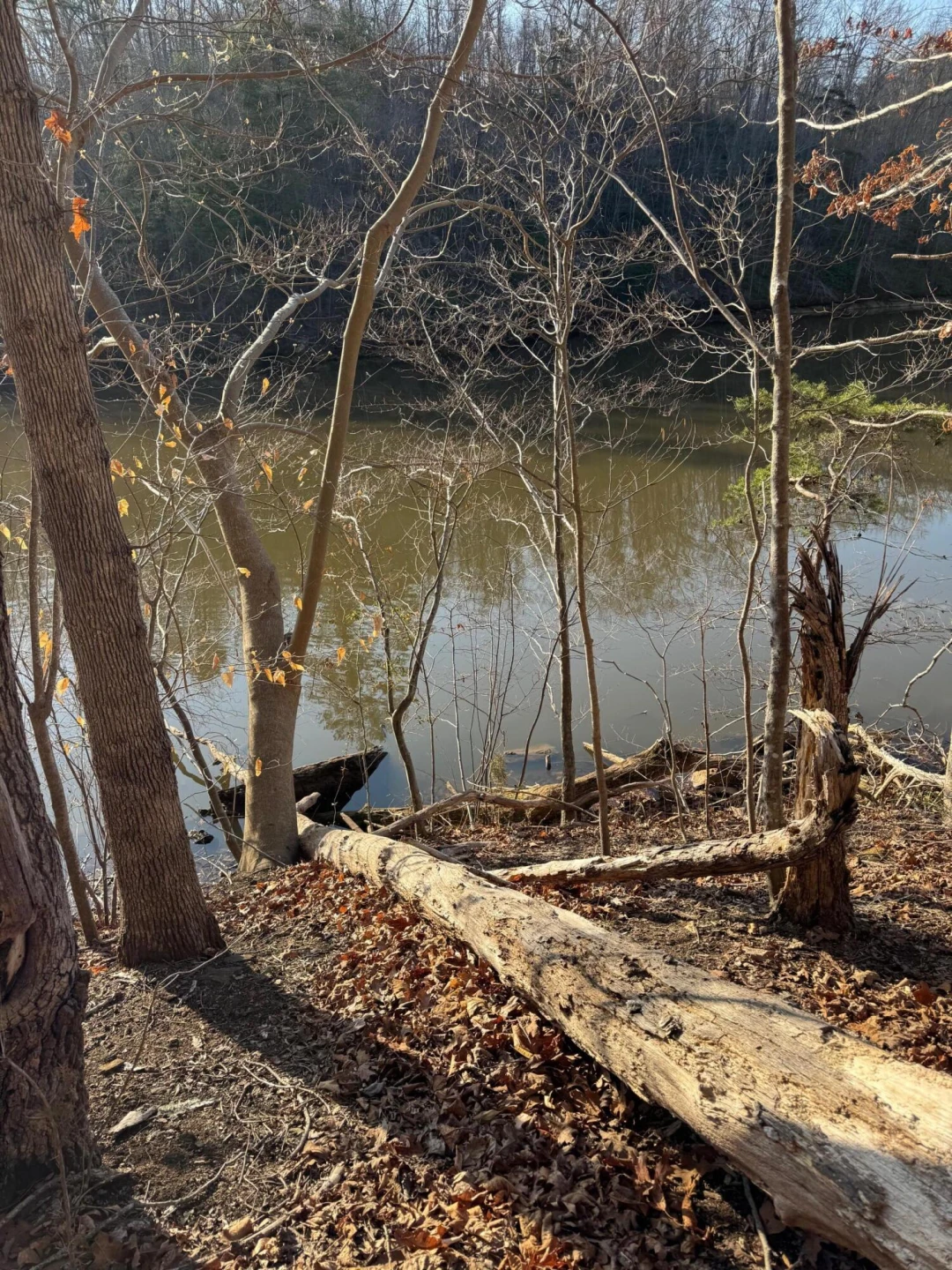 Lot 26 Poplar DR - Photo 7