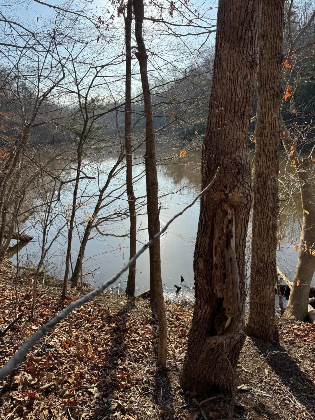 Lot 26 Poplar DR - Photo 9