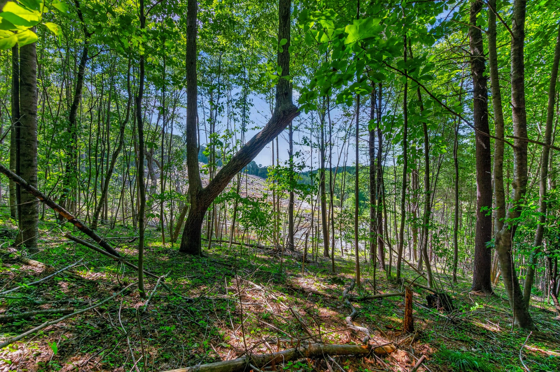 6196 Chances Creek RD - Photo 42