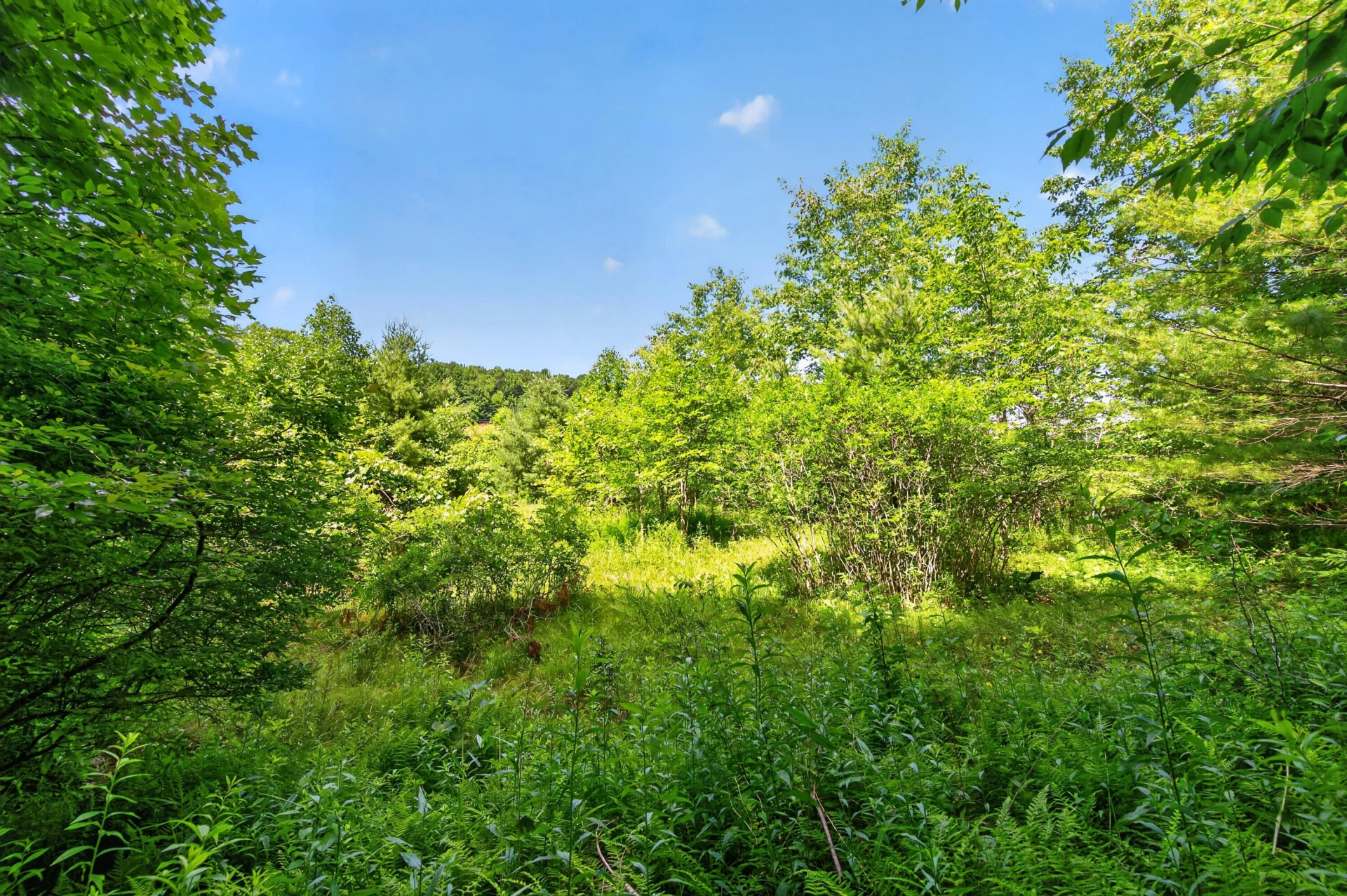 6196 Chances Creek RD - Photo 45