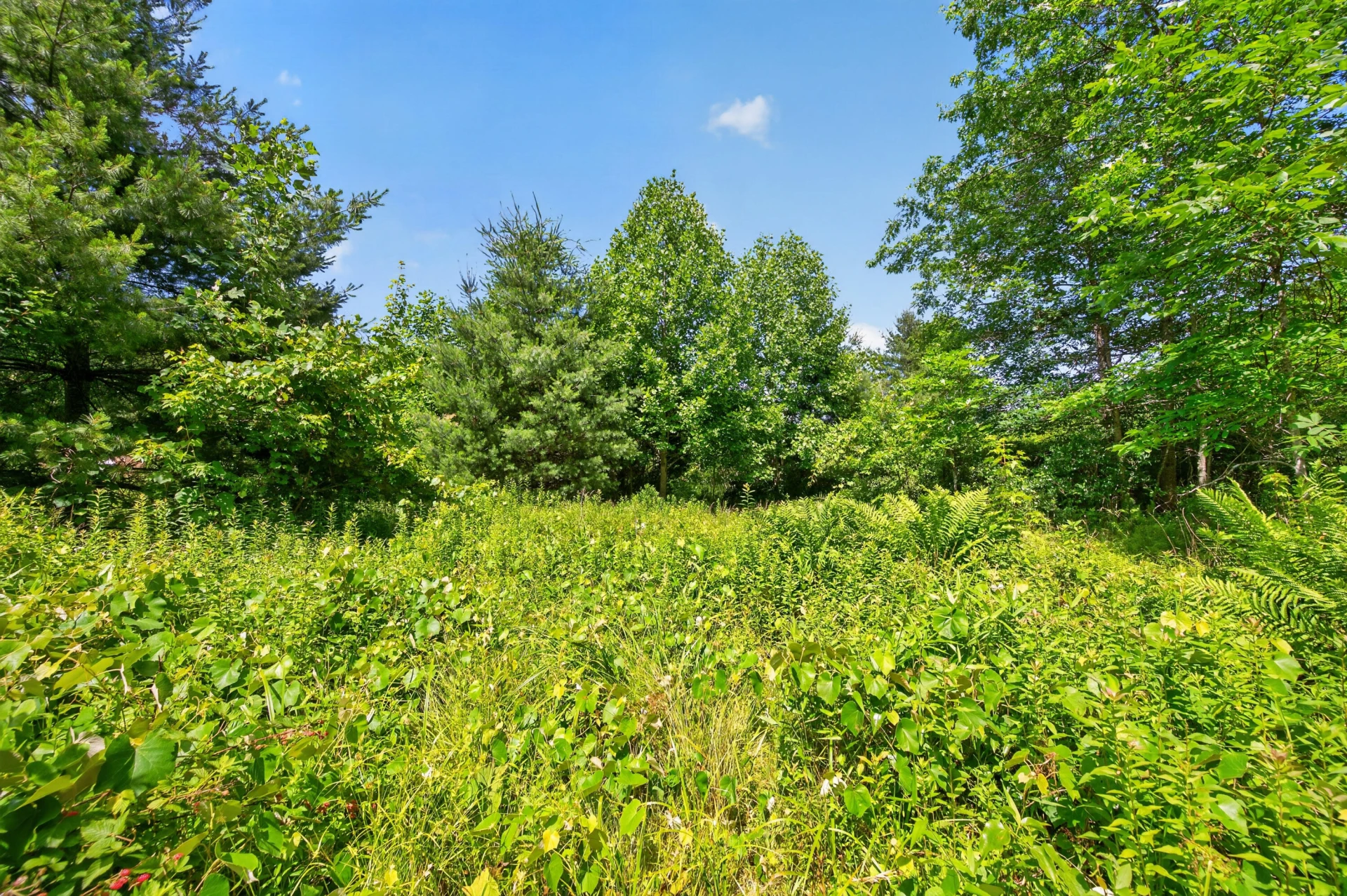 6196 Chances Creek RD - Photo 46
