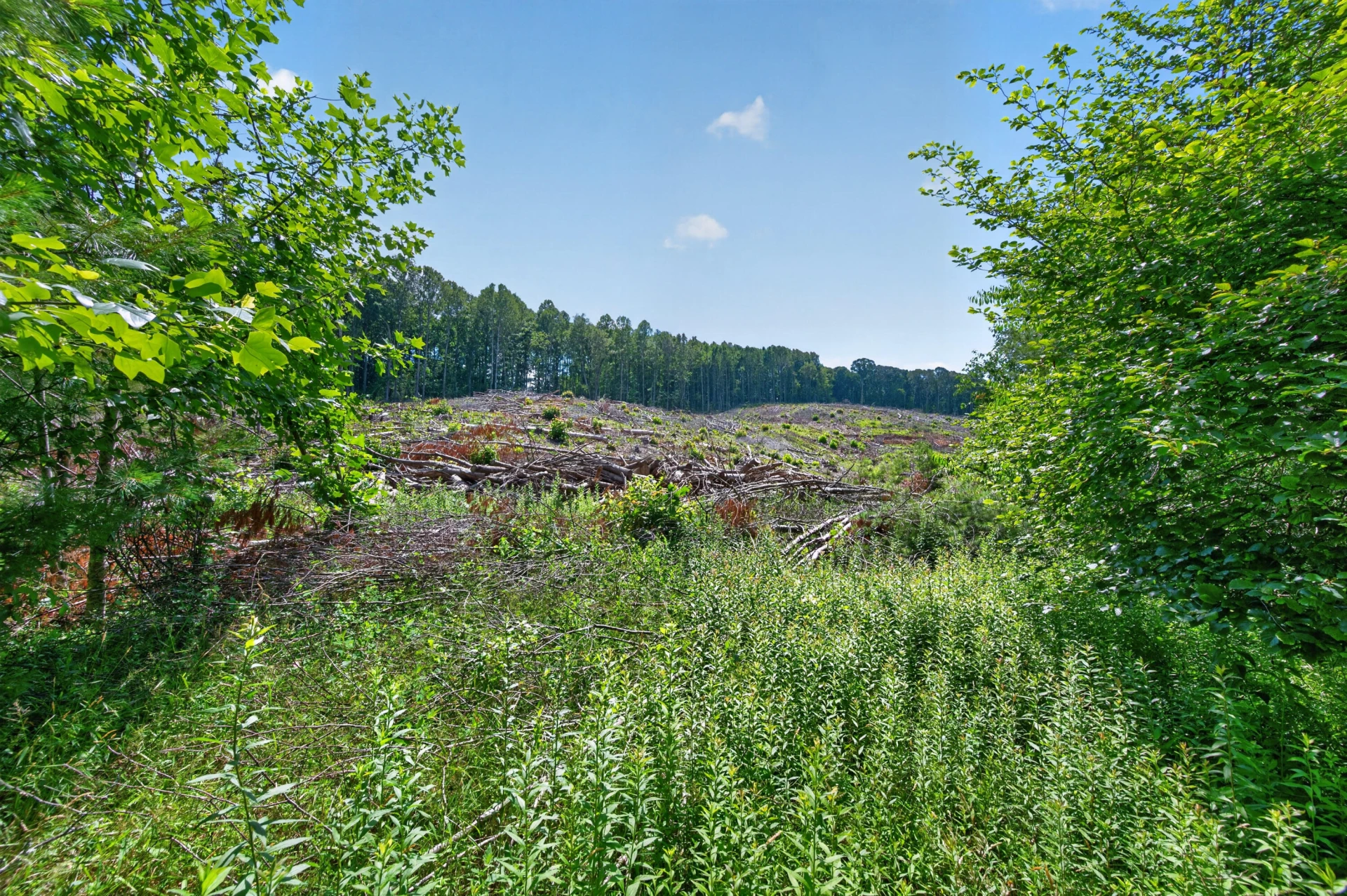 6196 Chances Creek RD - Photo 49