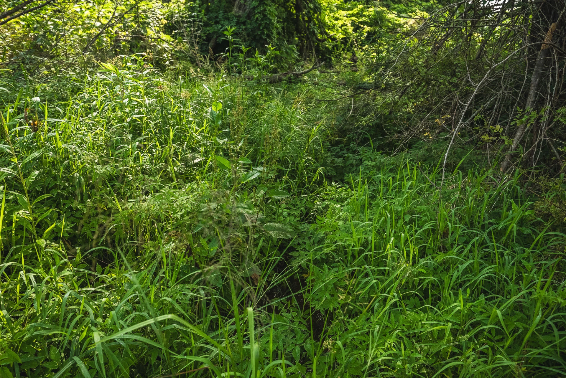 10289 Russwood RD - Photo 23