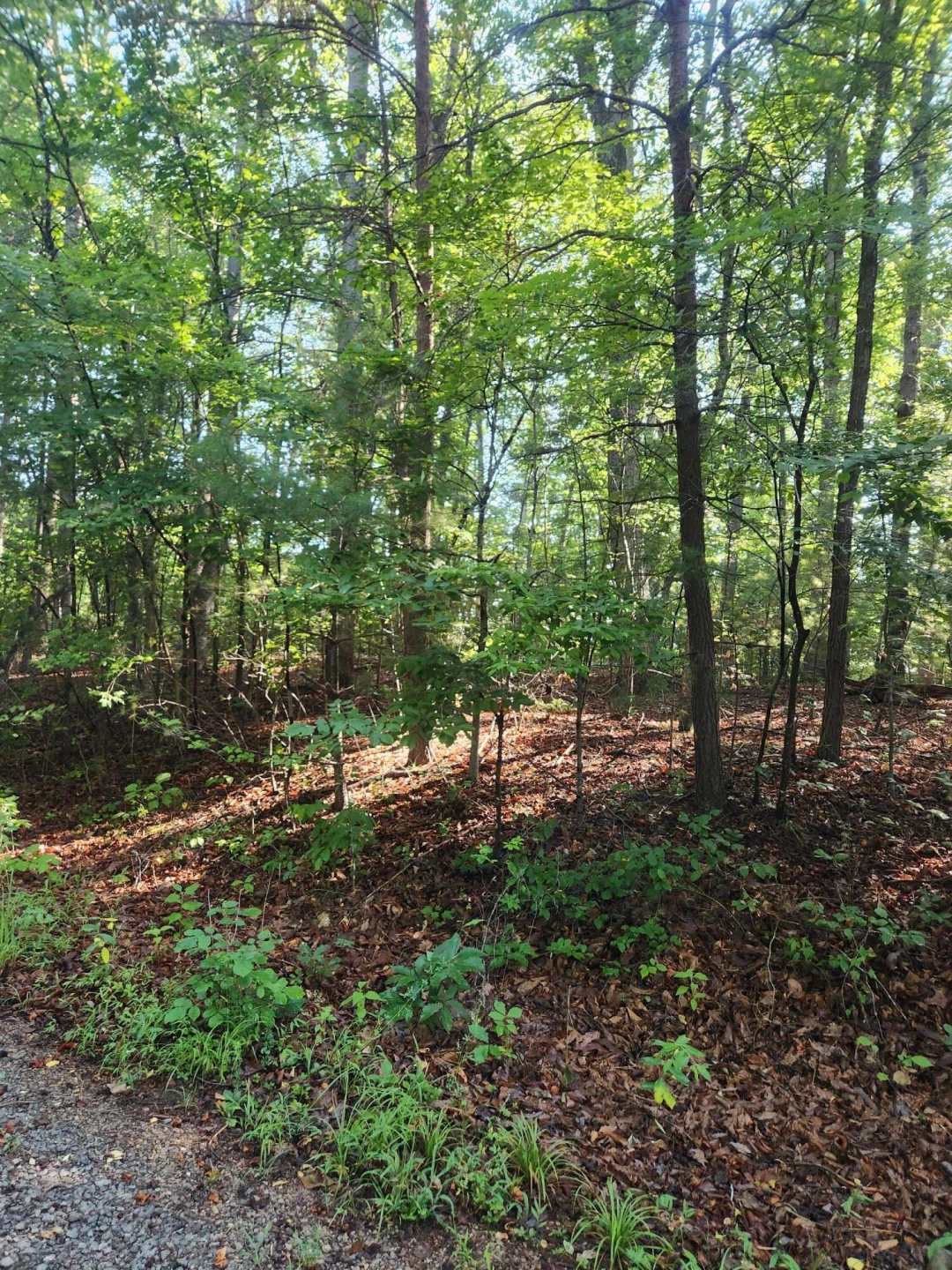 0 Otter DR - Photo 4
