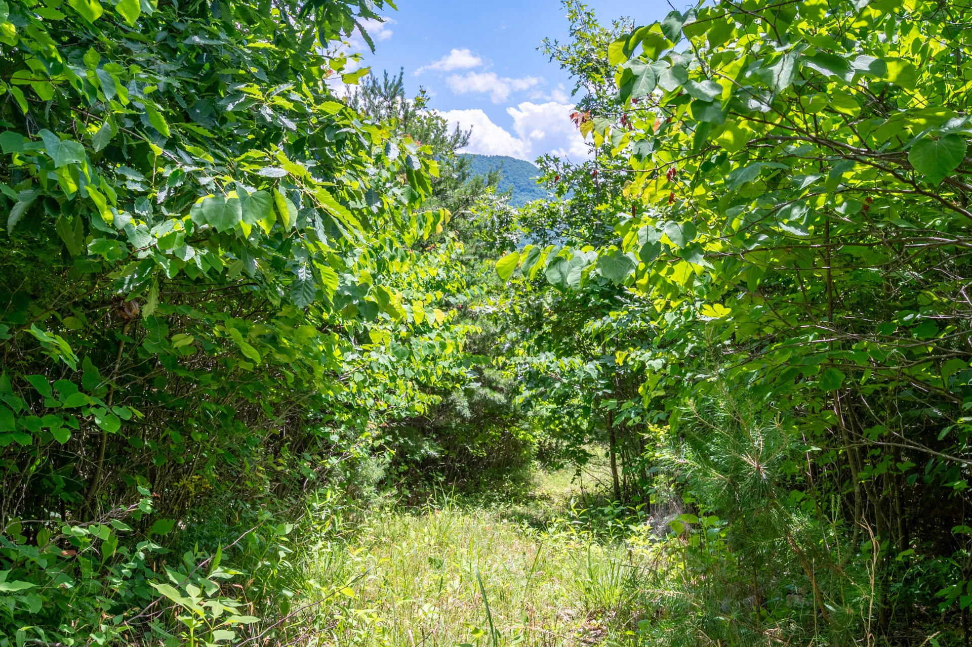 68 Paradise LN - Photo 89