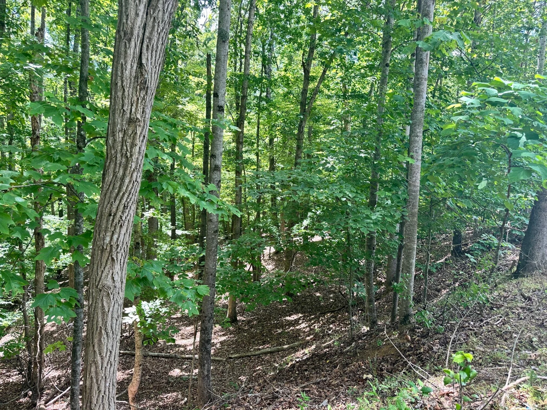 Lot 65 Ridgeway CT - Photo 4