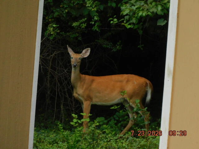 6392 Peaceful DR - Photo 24