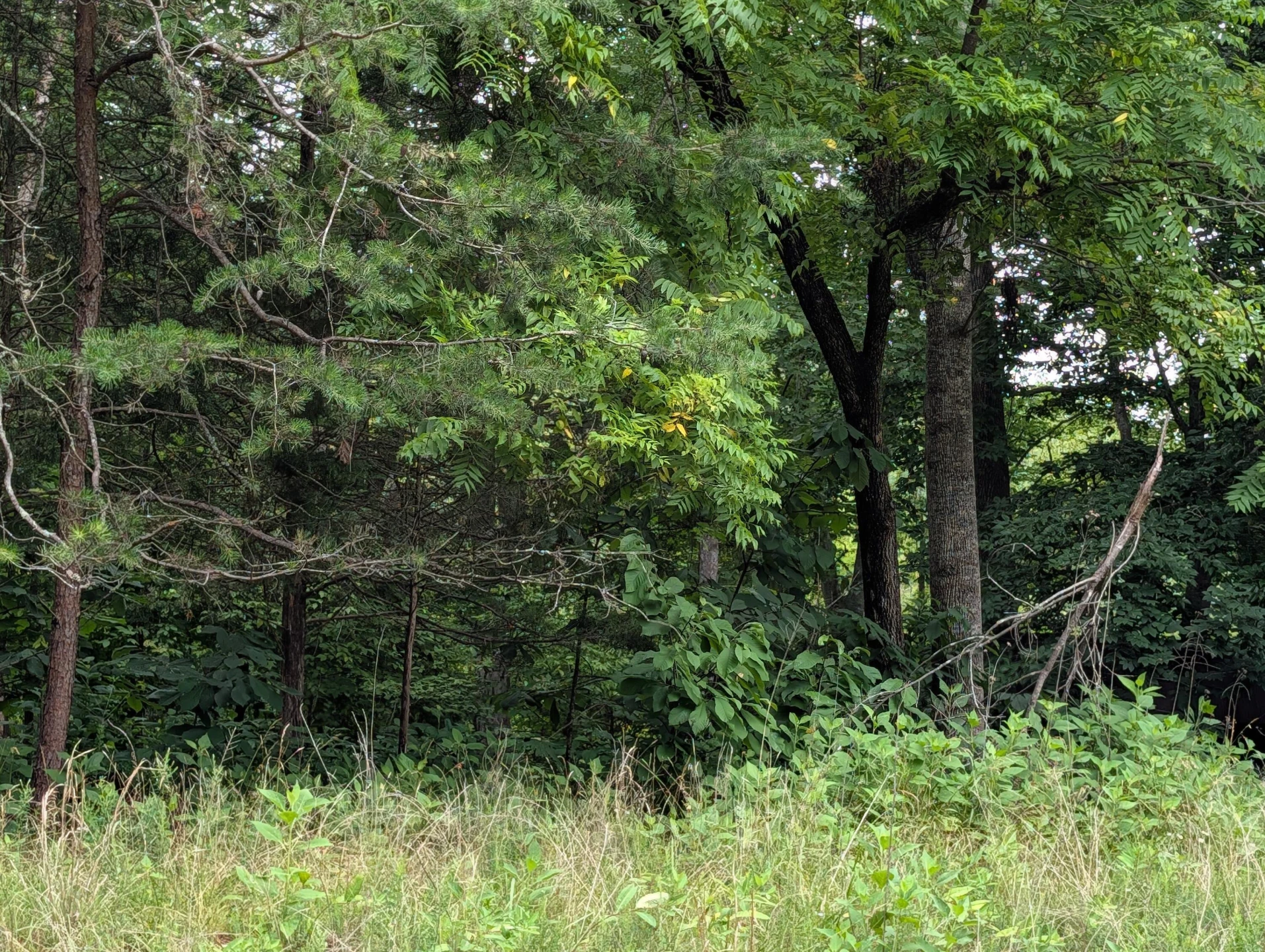 Lot 55 Blazing Ridge DR - Photo 2