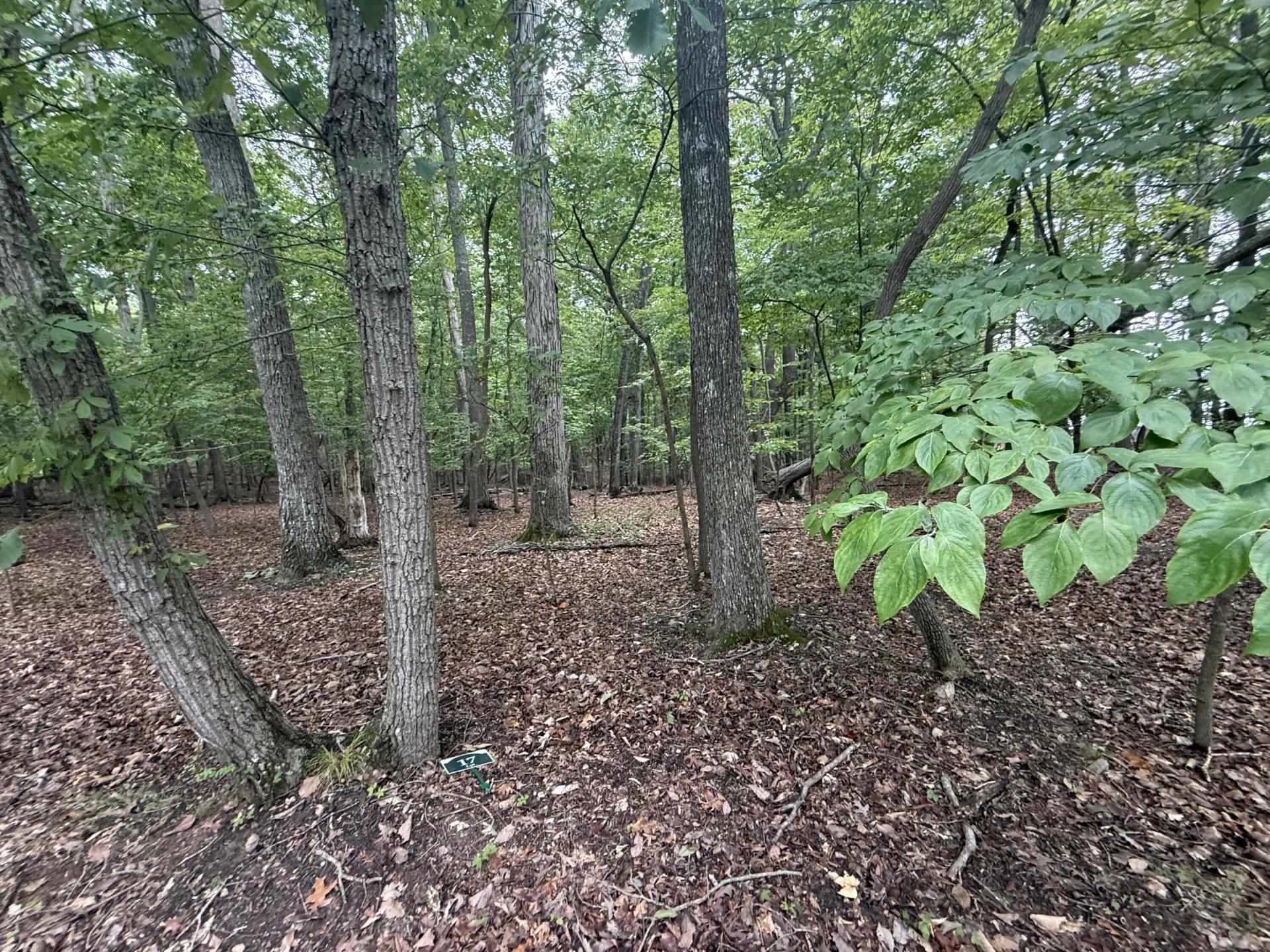 Lot 17 Saunders Point RD - Photo 4