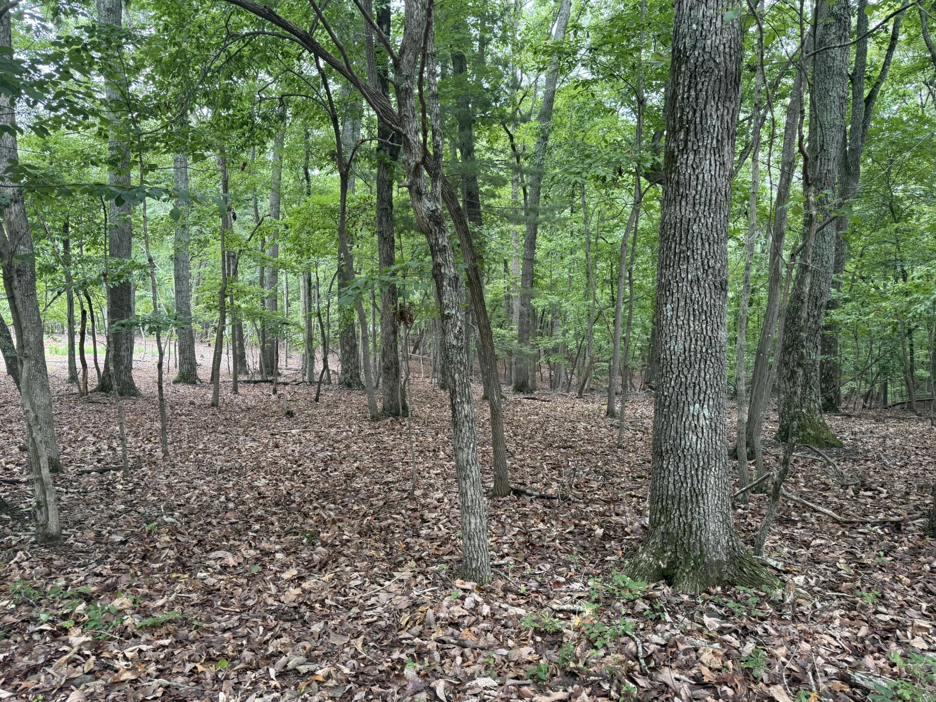 Lot 19 Saunders Point RD - Photo 5