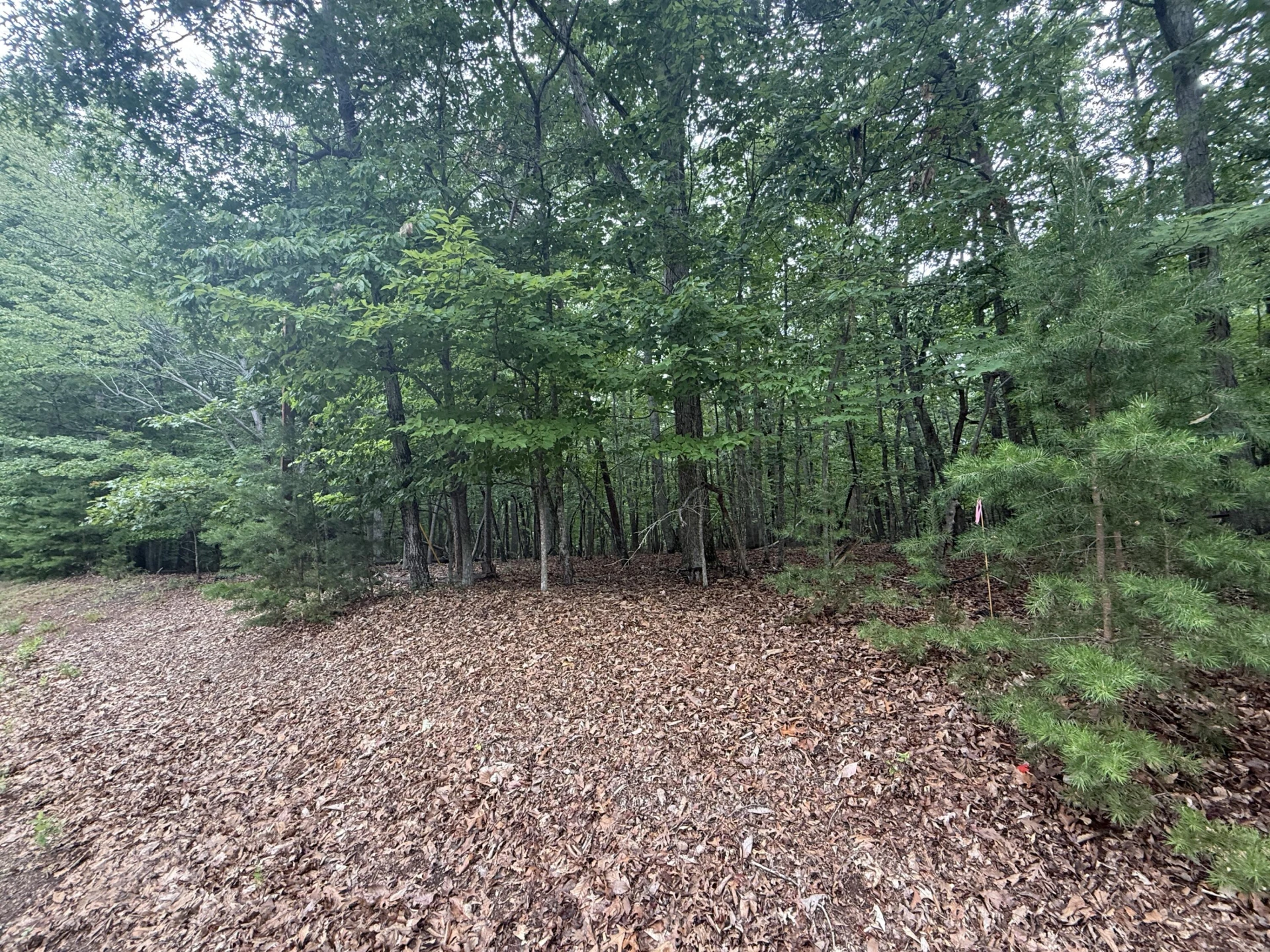 Lot 24 Lee DR - Photo 3
