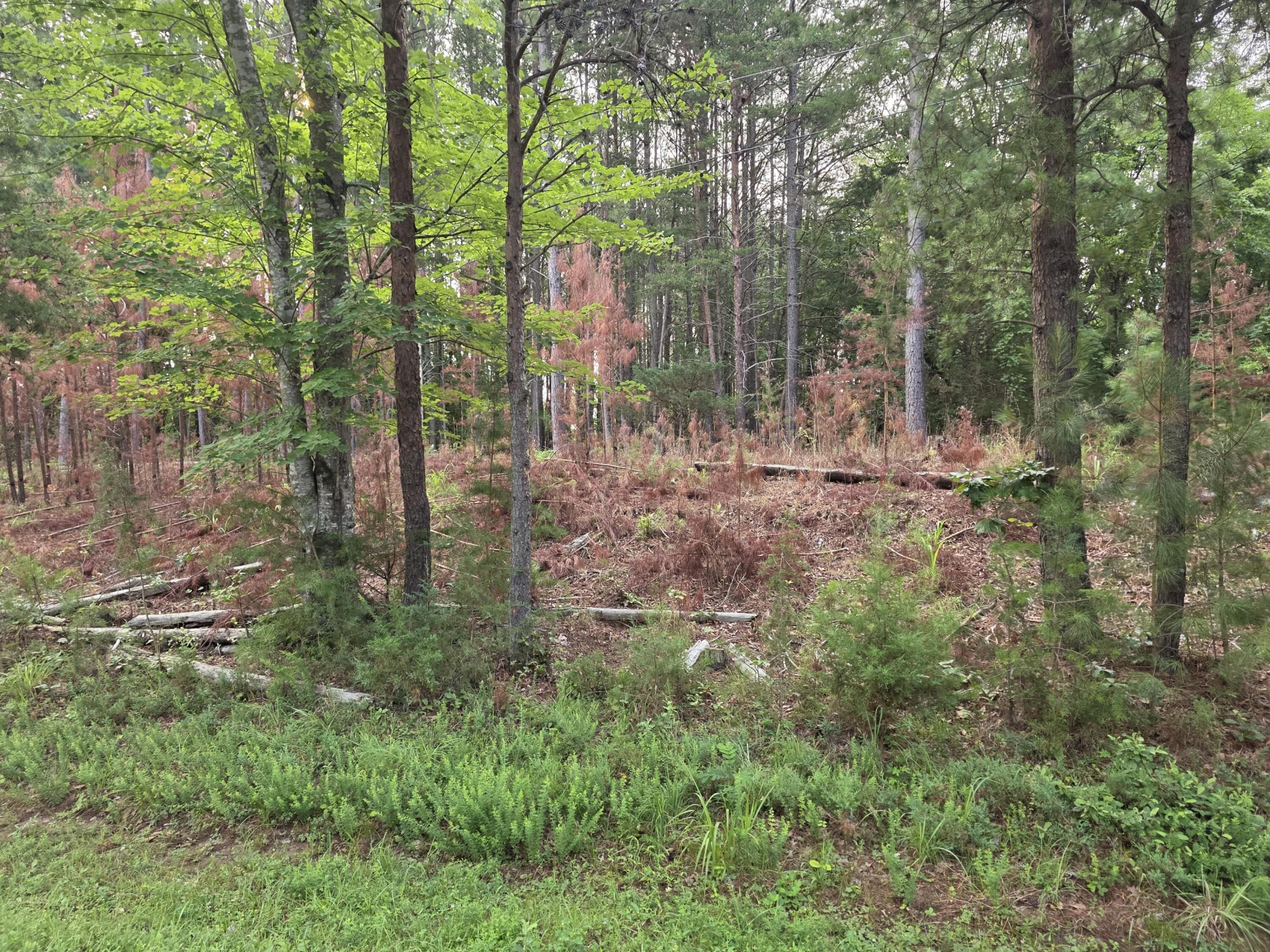Lot 2 Morgans Fork RD - Photo 2