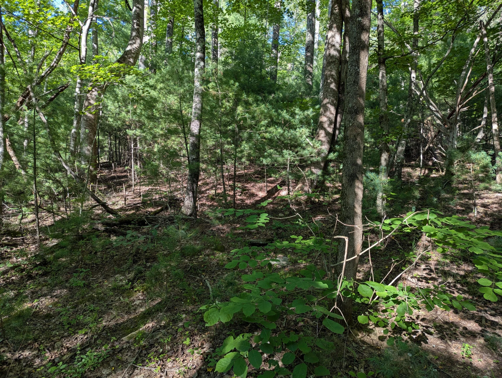 0 Old Forge RD - Photo 10