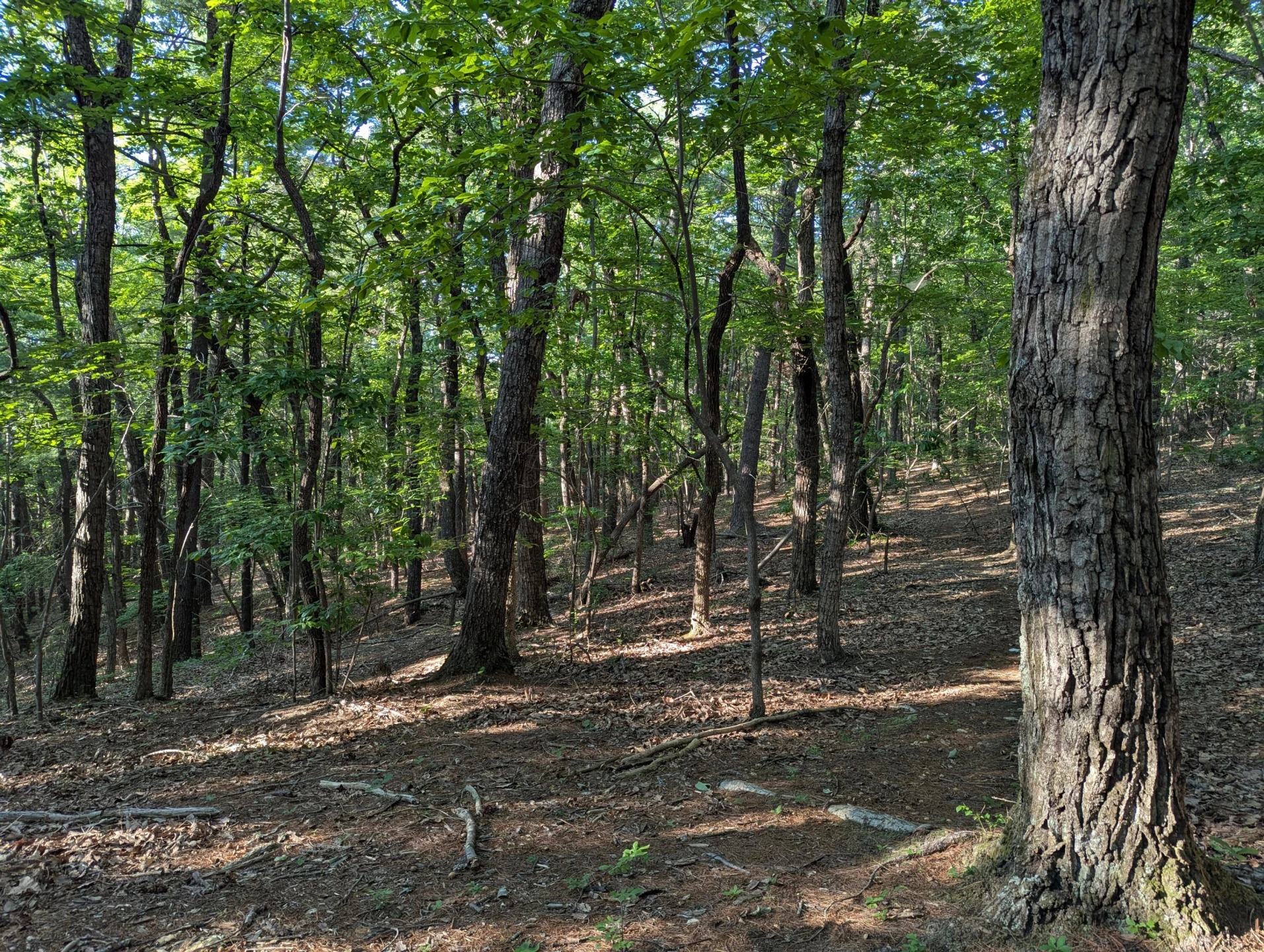 0 Old Forge RD - Photo 11