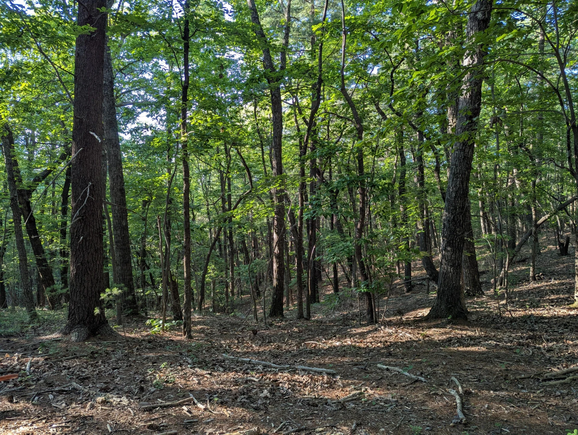 0 Old Forge RD - Photo 12