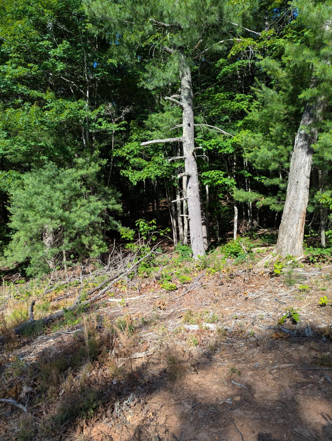 0 Old Forge RD - Photo 2