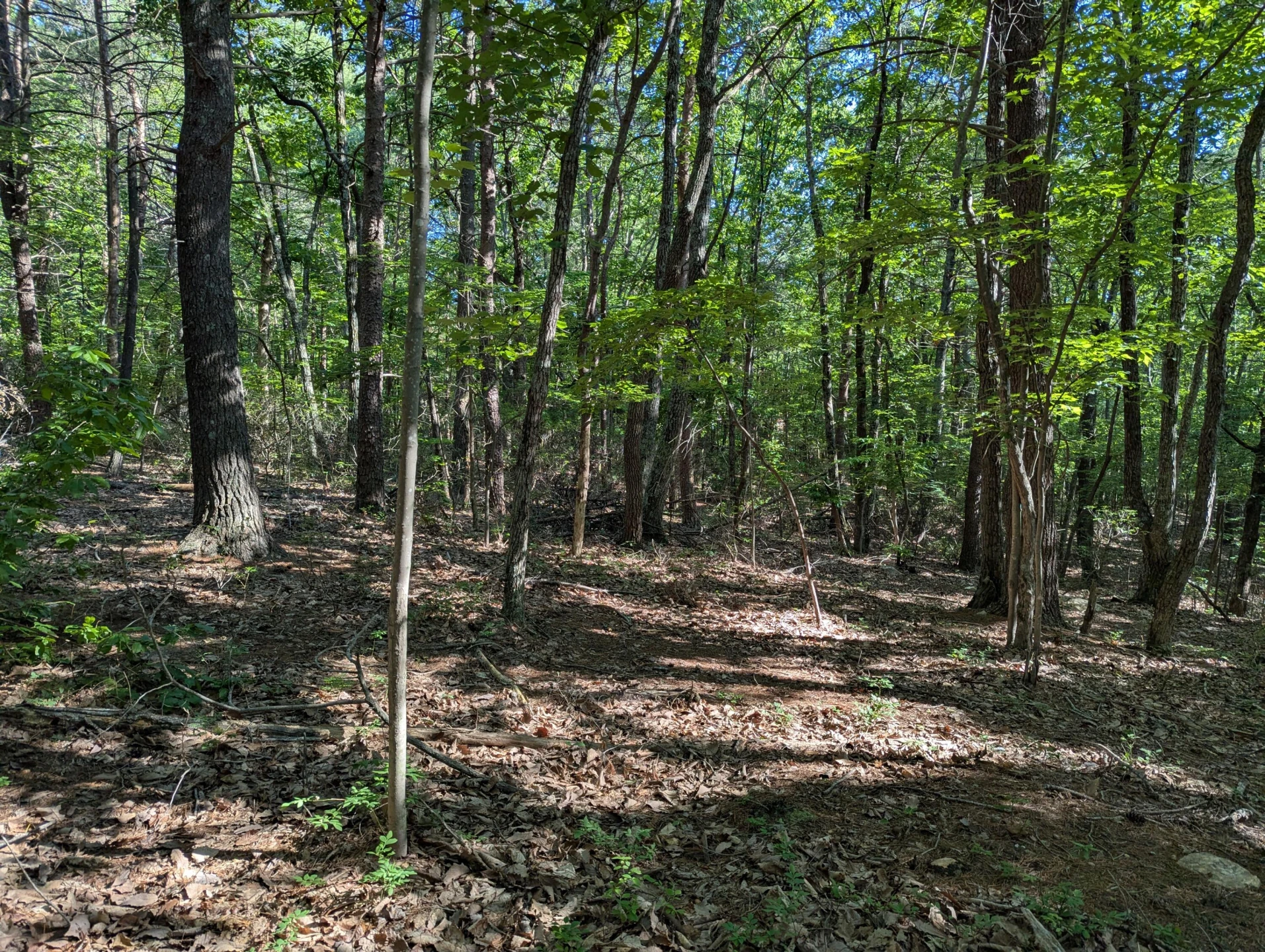 0 Old Forge RD - Photo 5