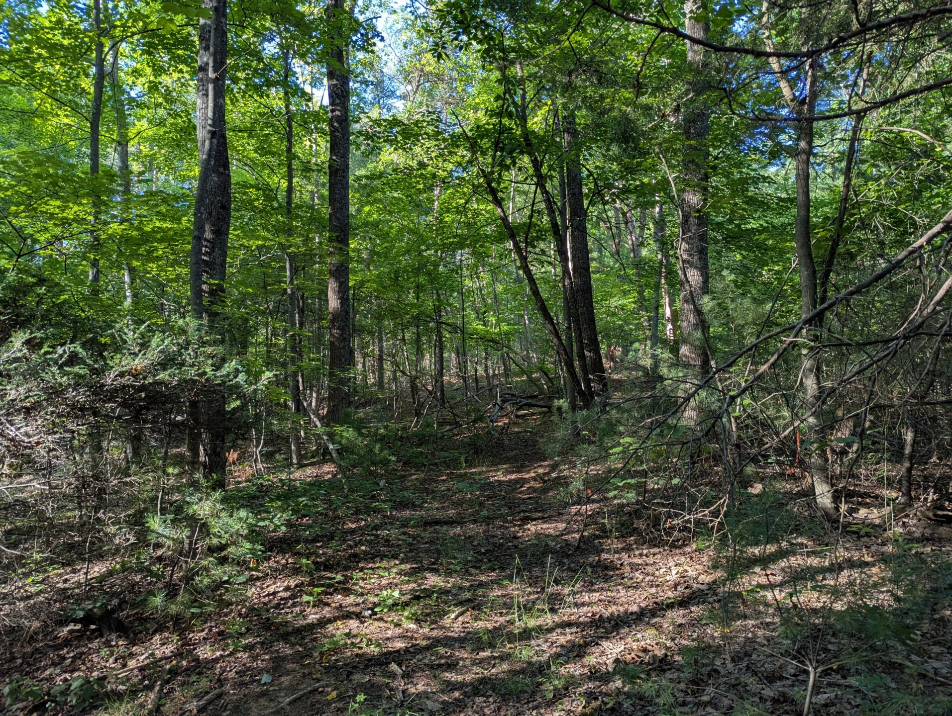 0 Old Forge RD - Photo 7