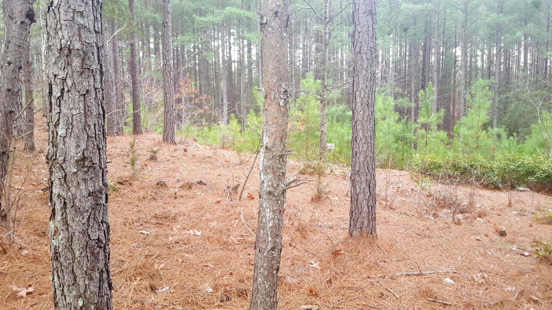 117 Greenberry DR - Photo 3
