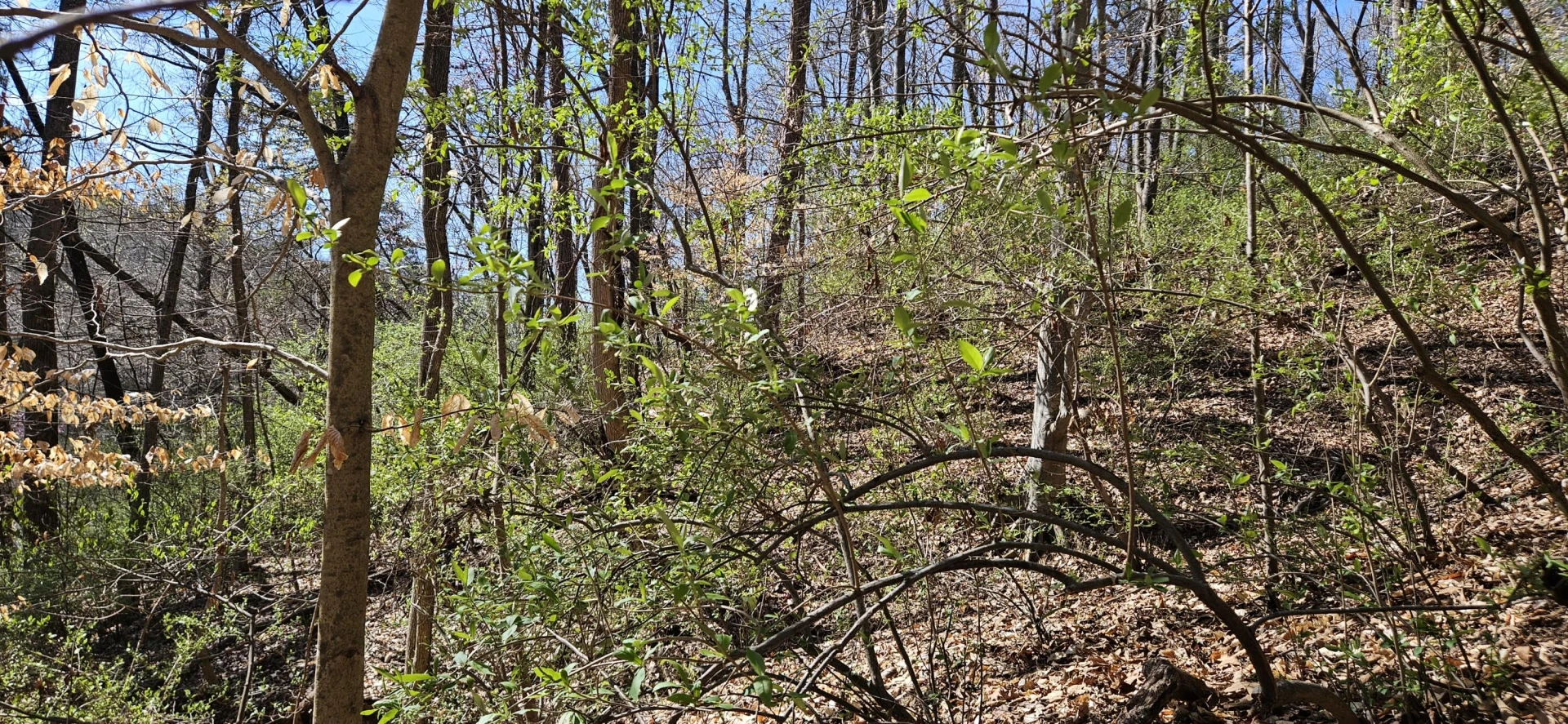 Lot 2 & 3 Longview Estates DR - Photo 14